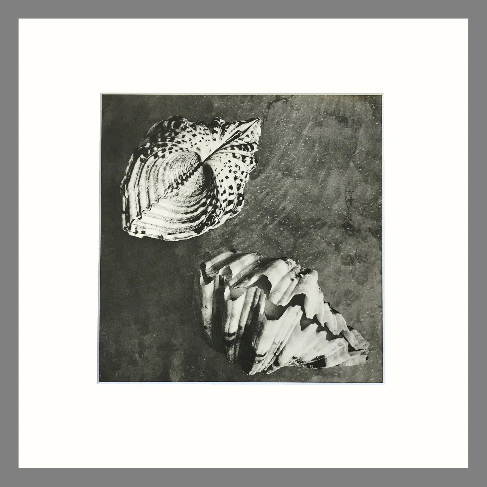 Shell Plate 166 Right.JPG