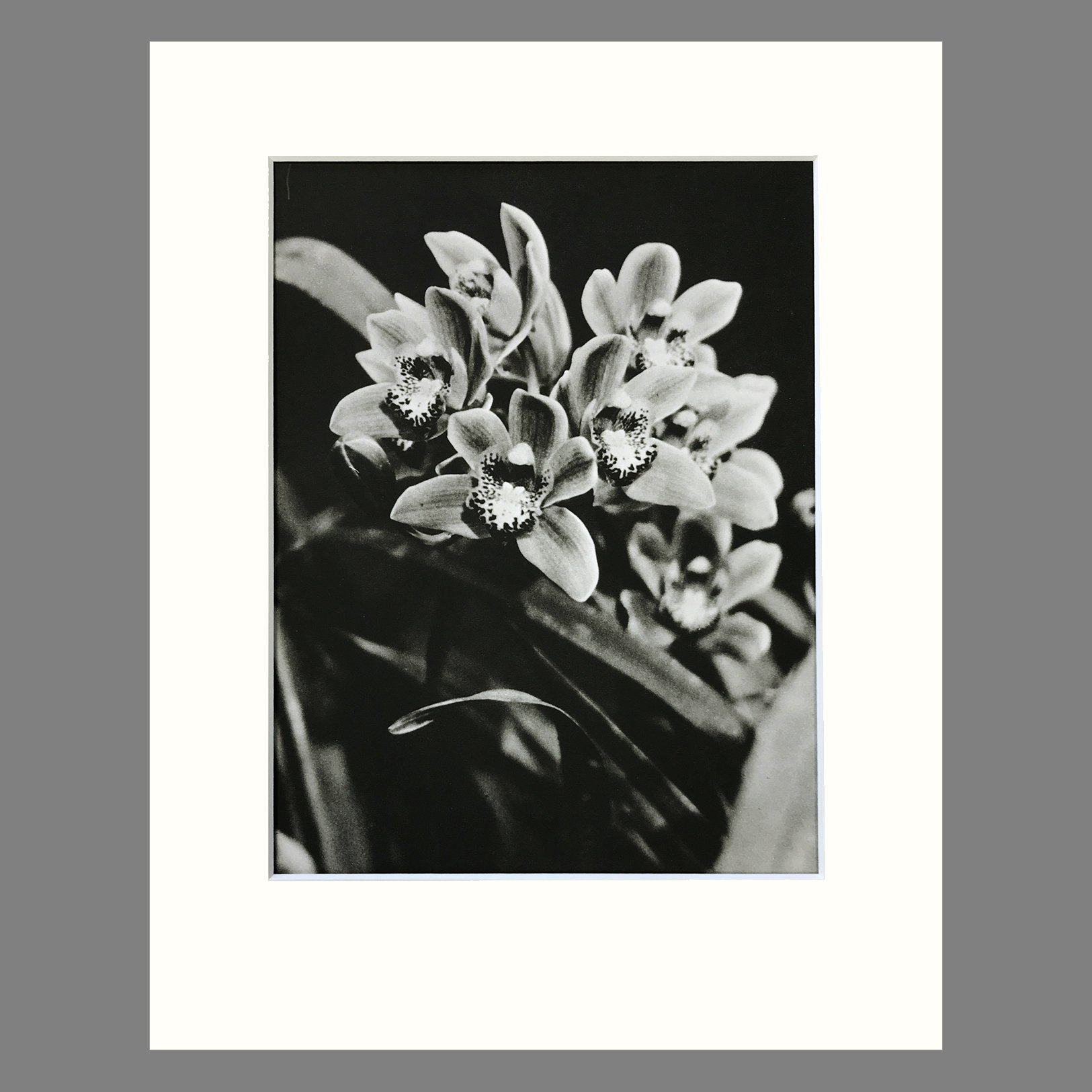 Plate 114 - Cymbidium 11 x 14.jpg