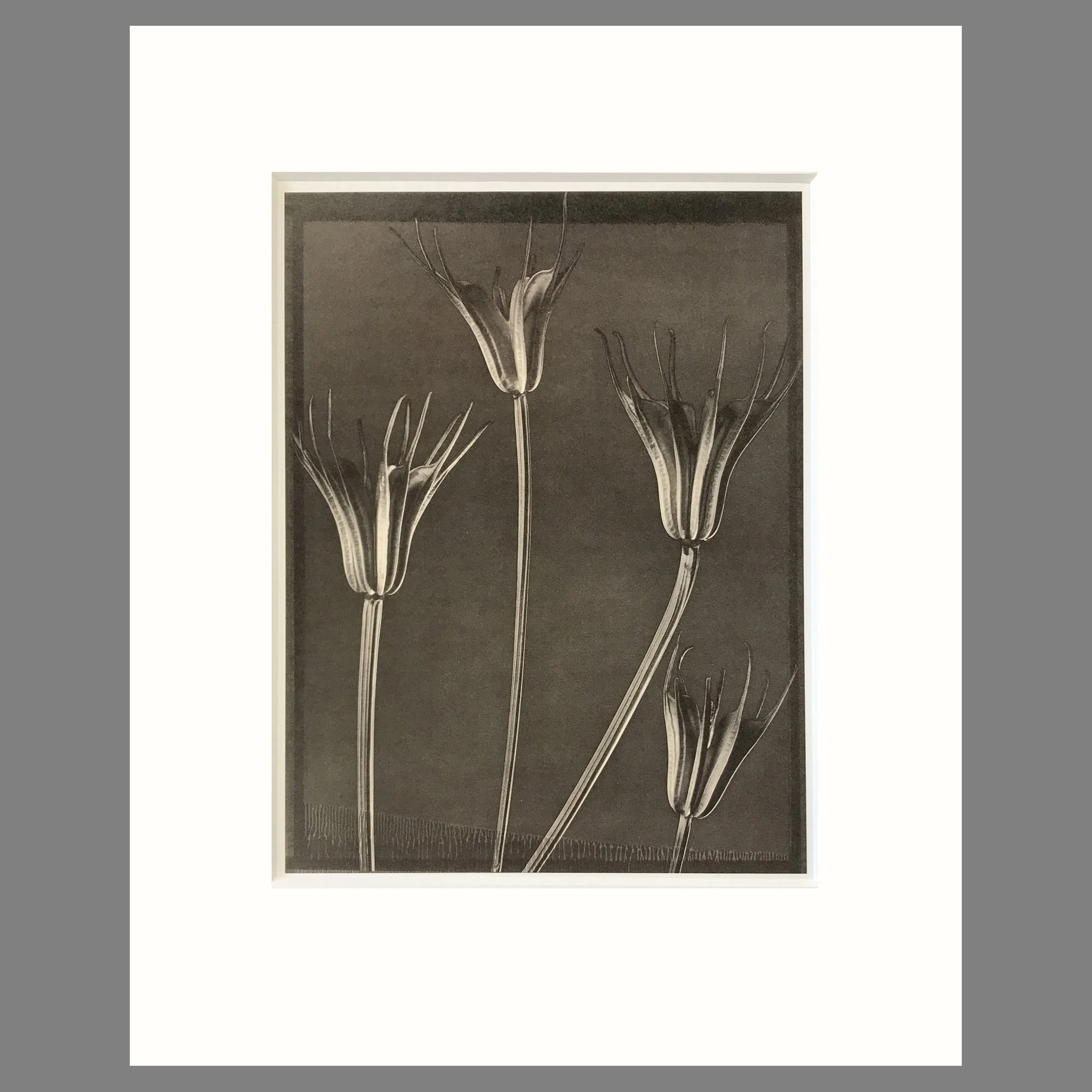 Tom Baril Botanica - Nigella Pods Plate 44 - 16 x 20 Matted Flower Print