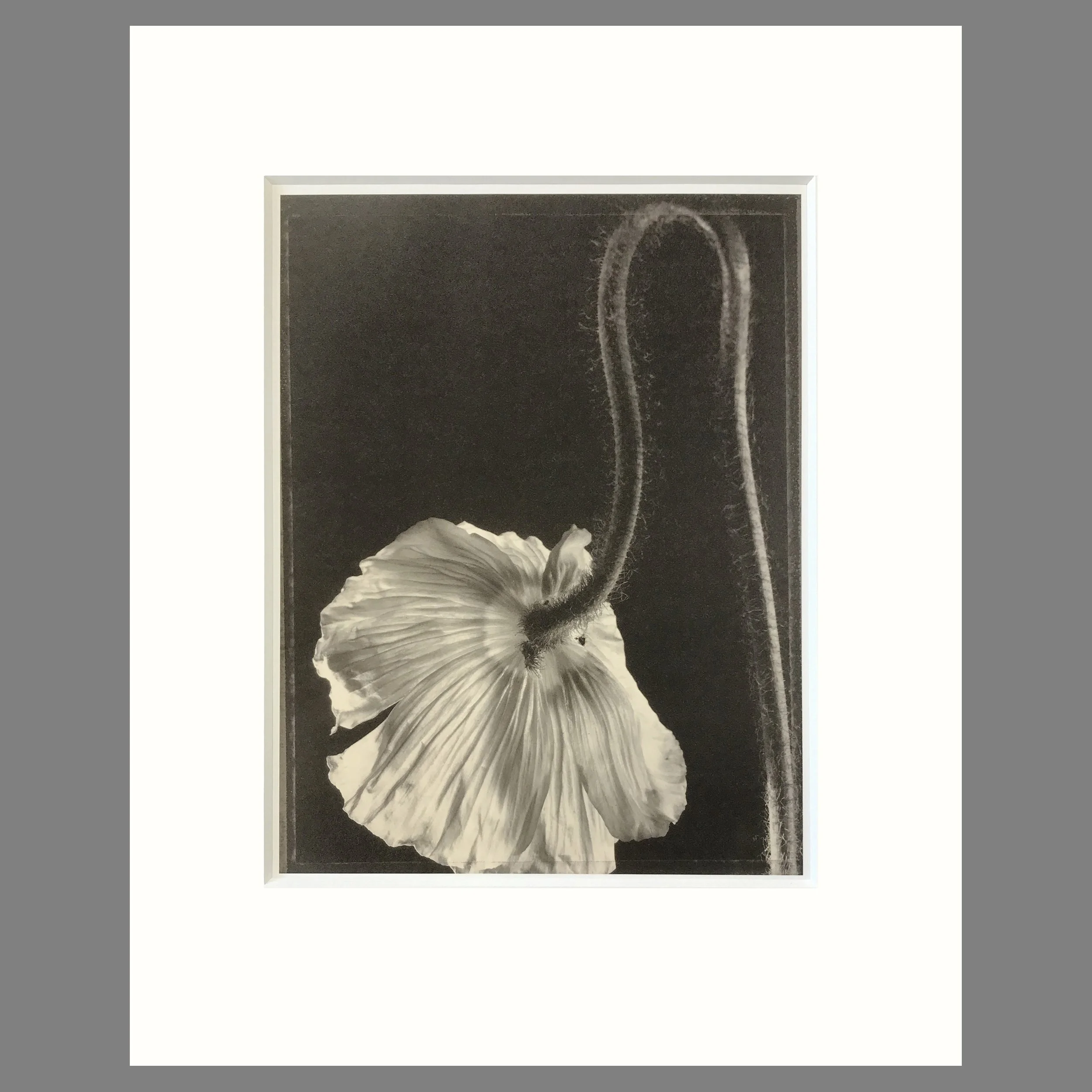 Tom Baril Botanica - Poppy Plate 40 - 16 x 20 Matted Flower Print