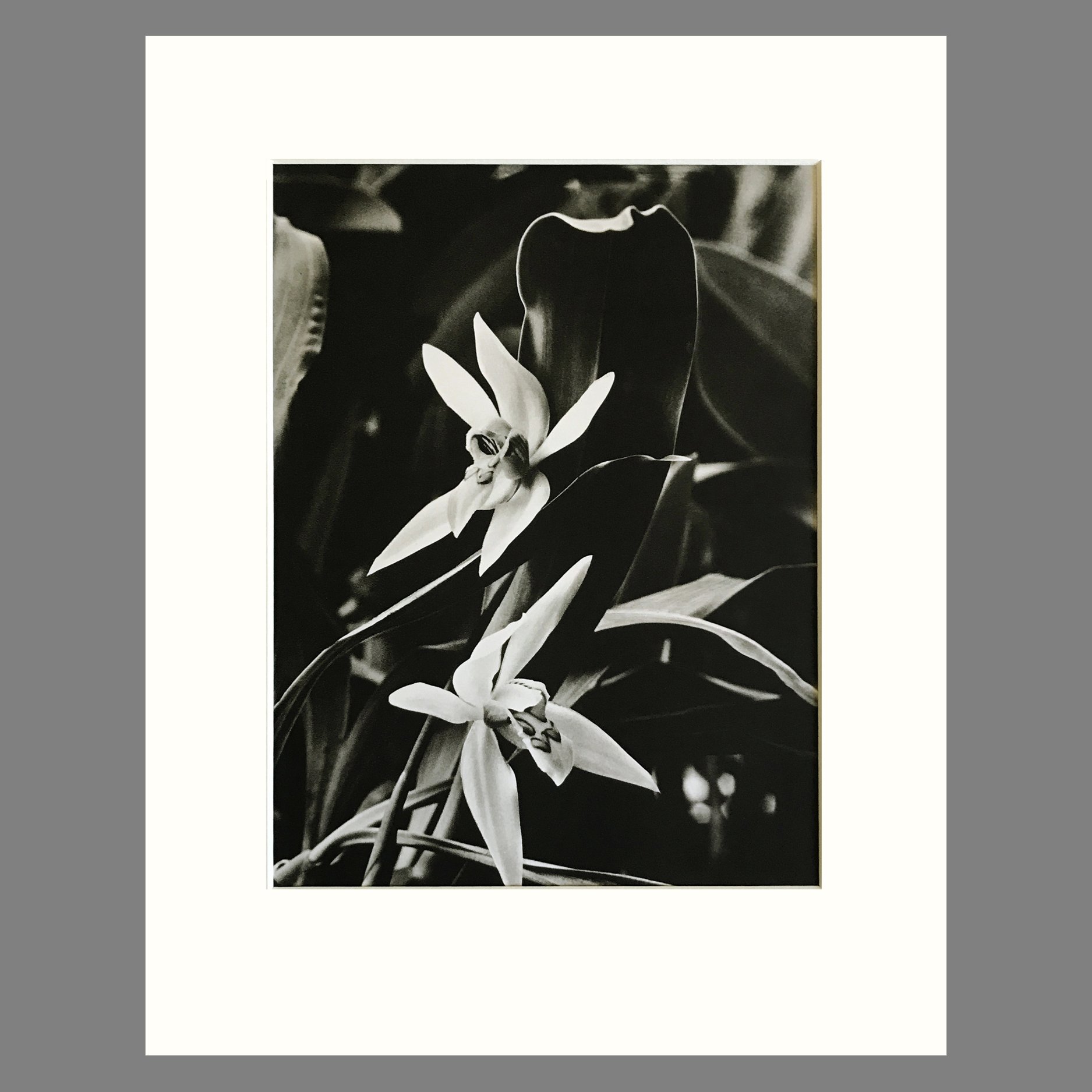 Black and White Orchid Photograph Plate 32 - Matted 11 x 14 inches