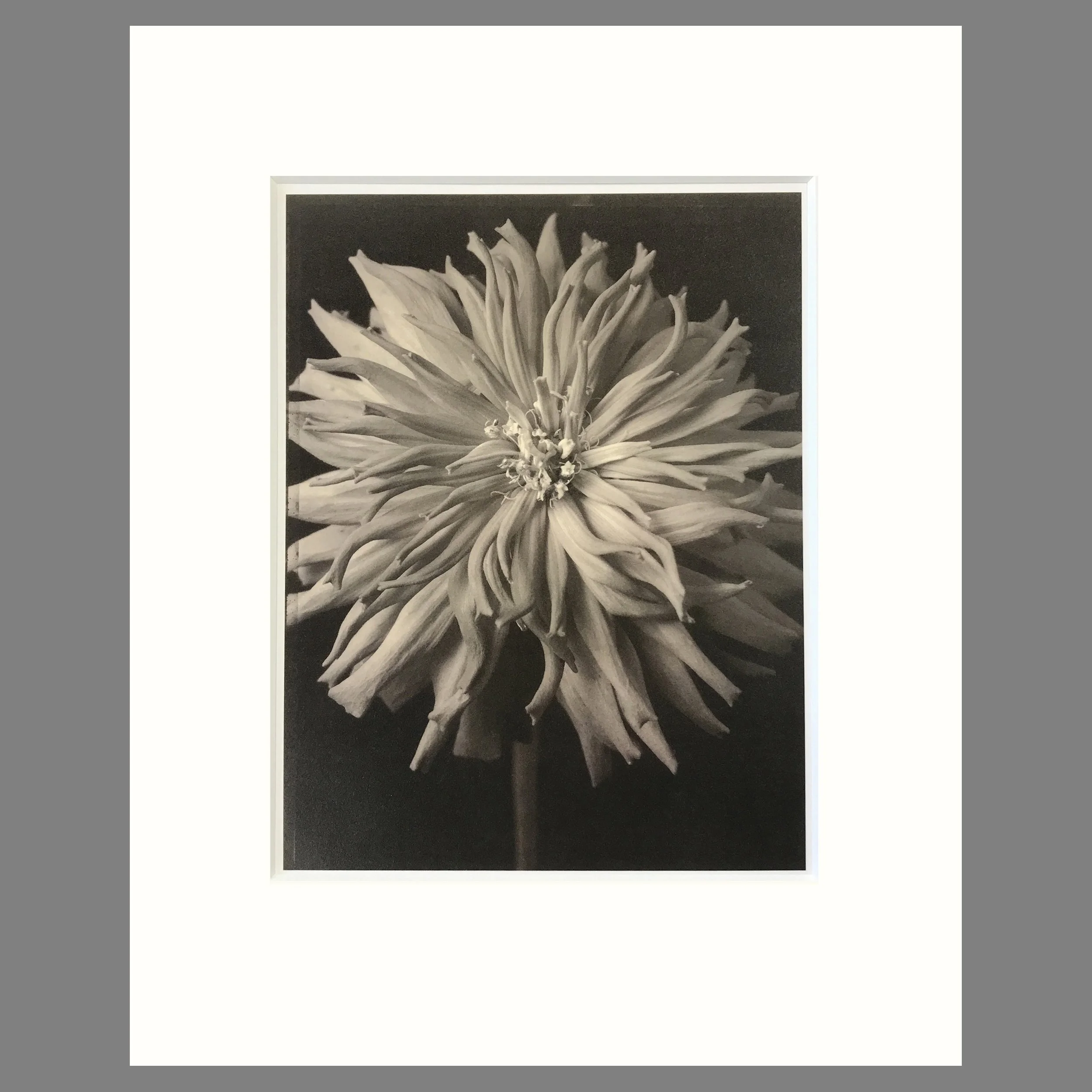 Tom Baril Botanica- Zinnia Plate 35 - 16 x 20 Matted Flower Print