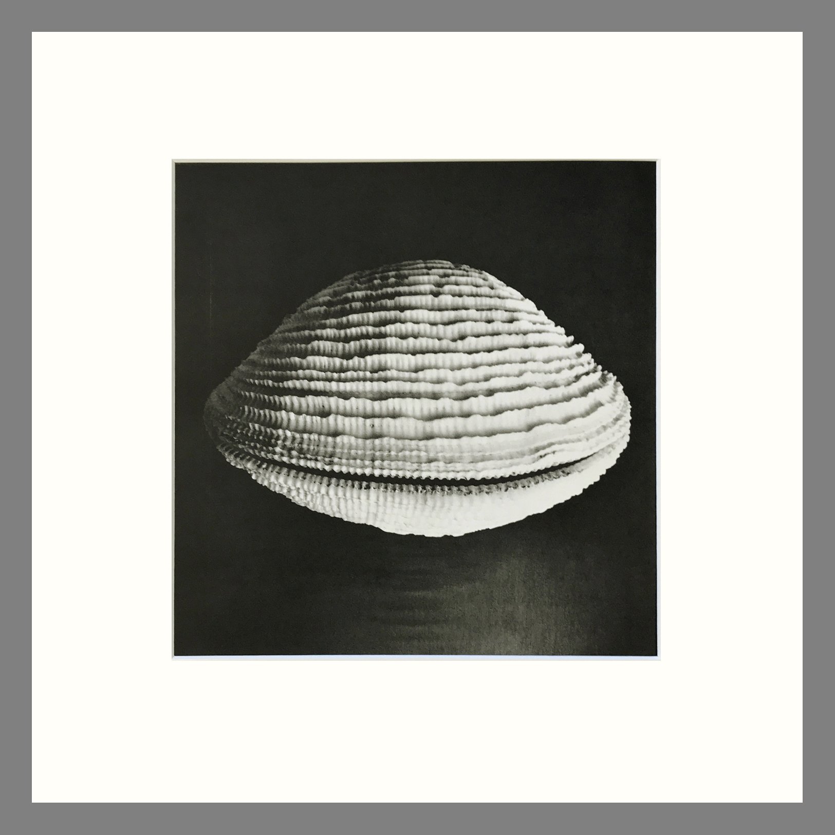 Fimbria Clam - Black & White Shell Photograph - Plate 182 - 16 x 16 Matted Print