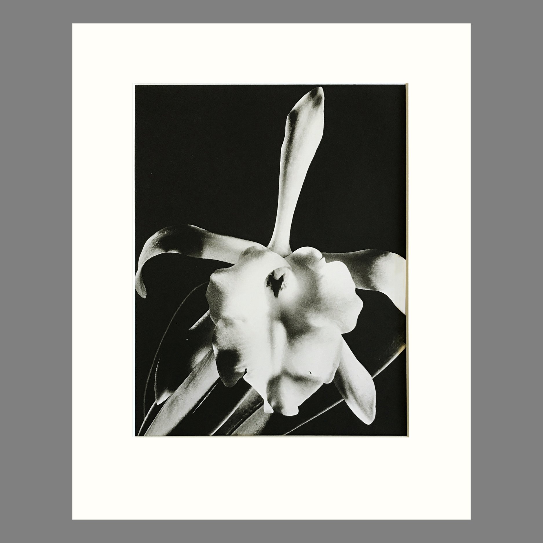 Plate 72 - Brassavola, B. glauca.jpg