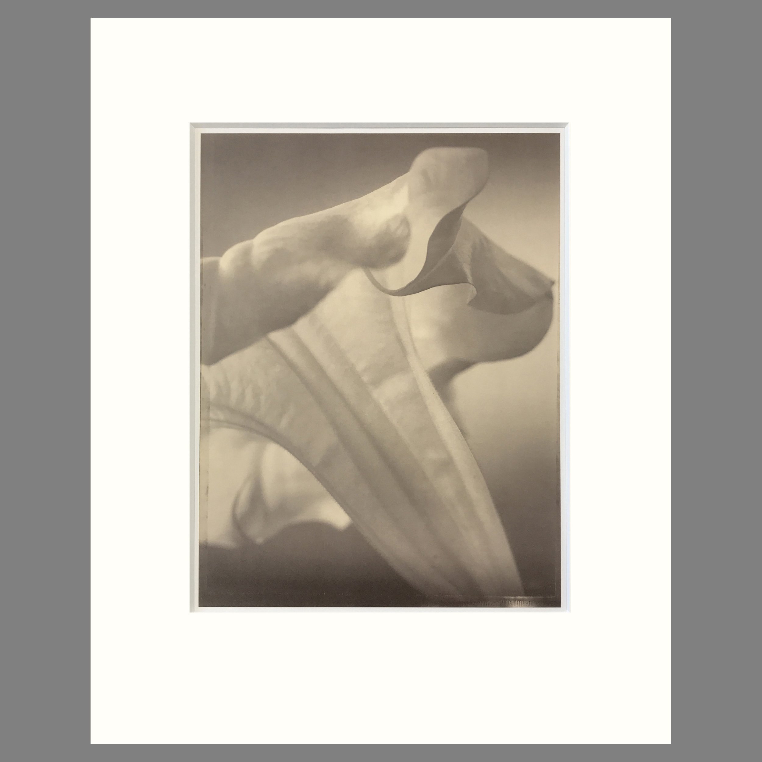 Tom Baril Botanica - Brugmansia Plate 30 - 16 x 20 Matted Print
