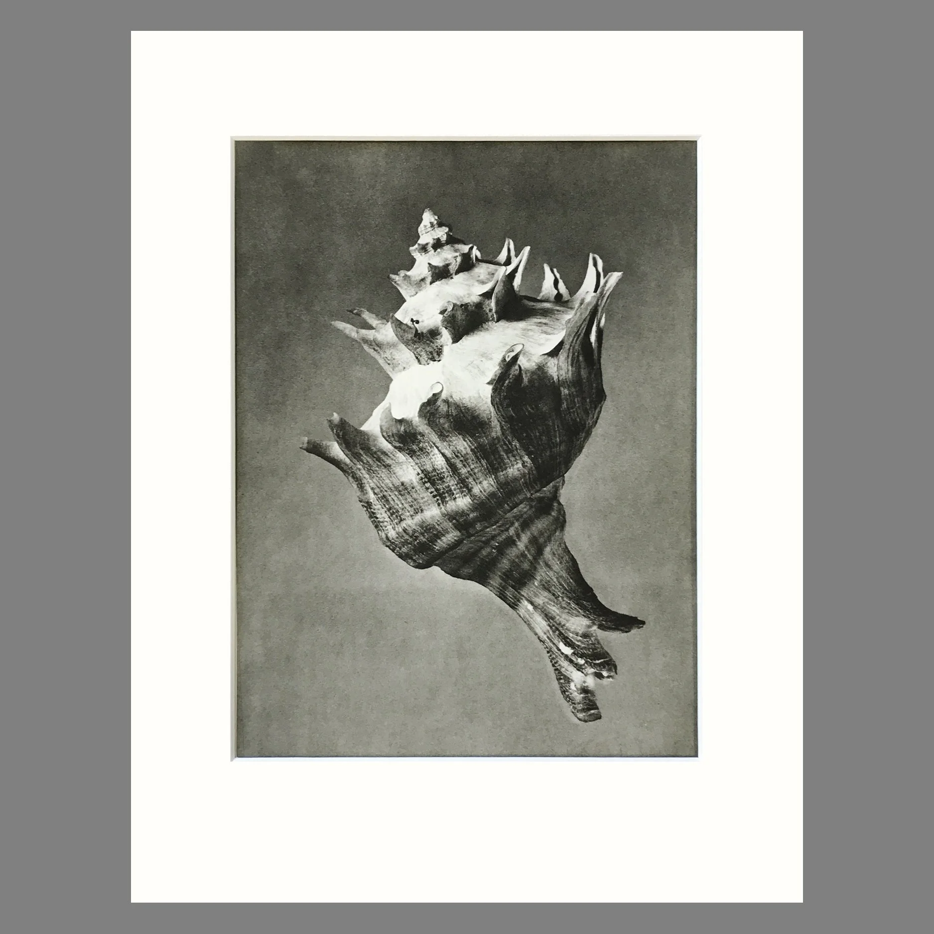 Black and White Shell Photograph - Forreria Plate 81 - 11 x 14 Matted Print