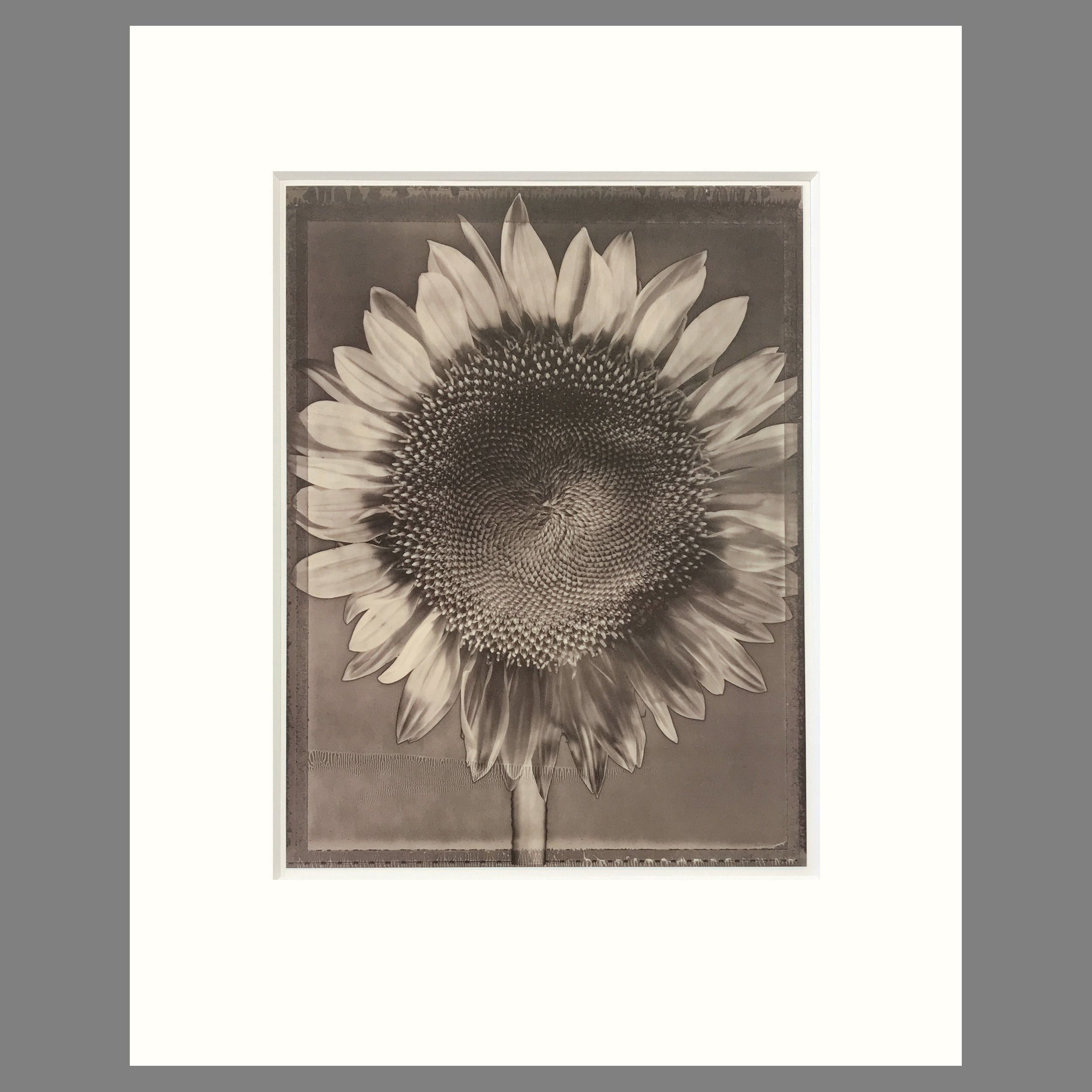 Tom Baril Botanica - Sunflower Plate 16 - 16 x 20 Matted Print