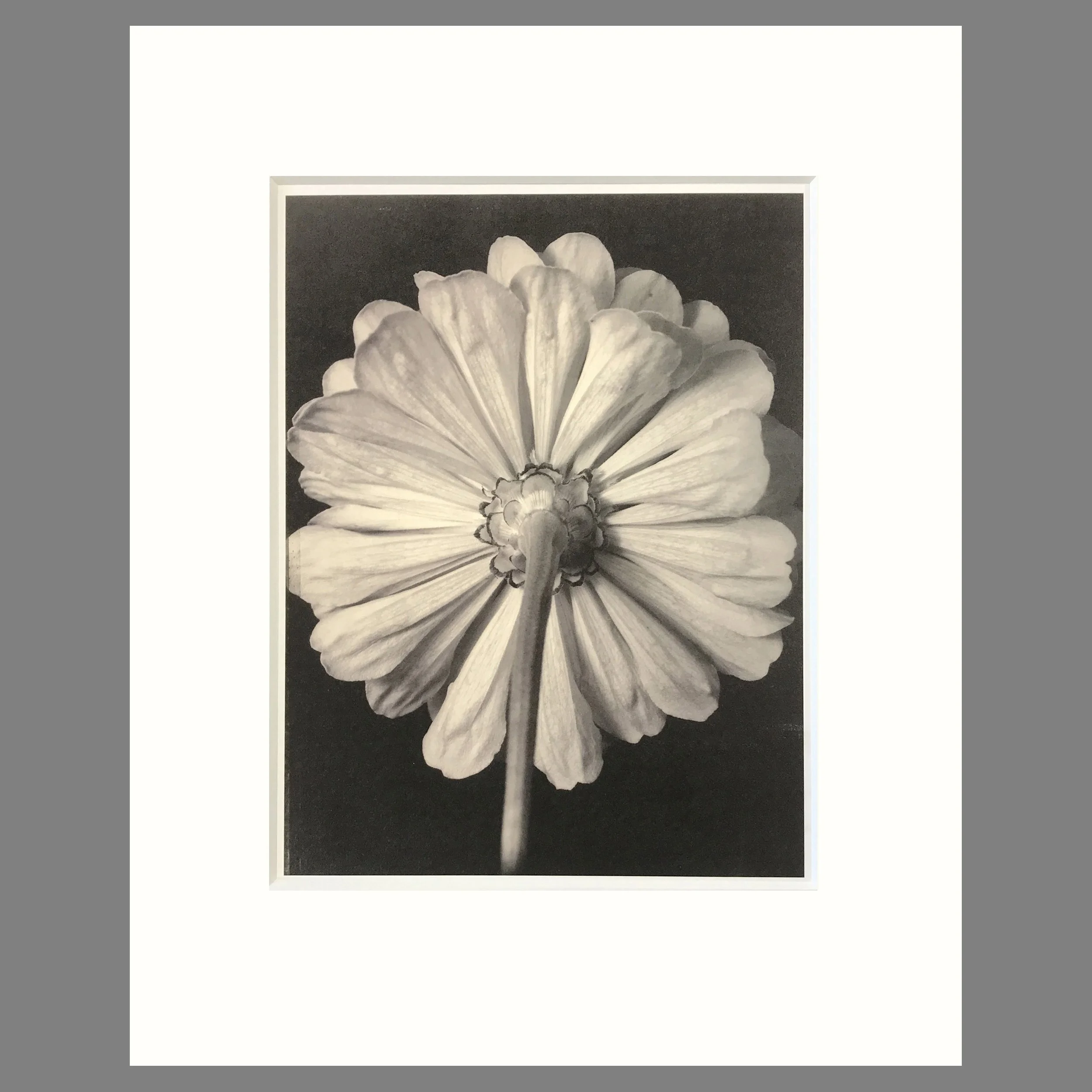 Tom Baril Botanica- Zinnia Plate 24 - 16 x 20 Matted Print