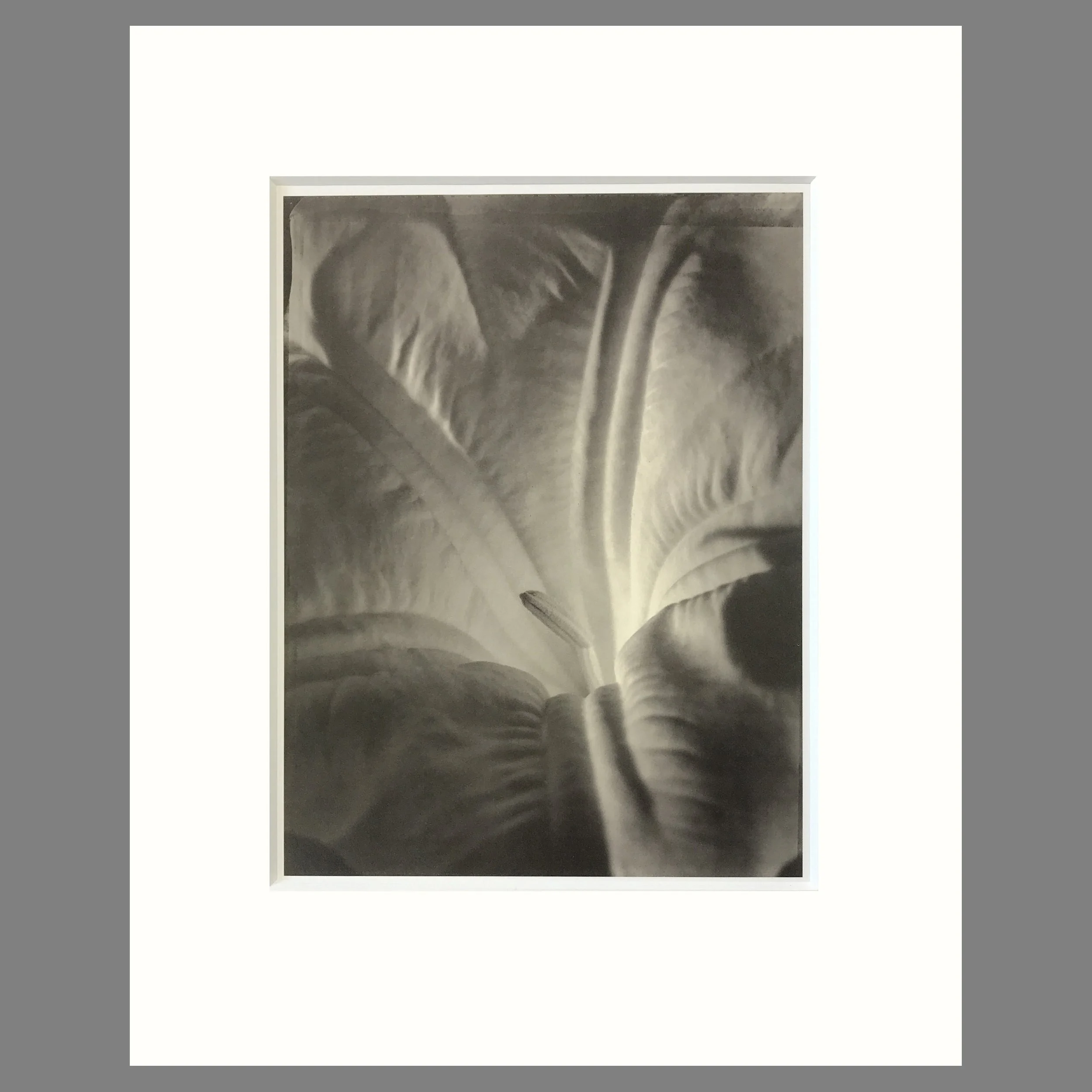 Tom Baril Botanica - Sedum Plate 47 - 16 x 20 Matted Flower Print