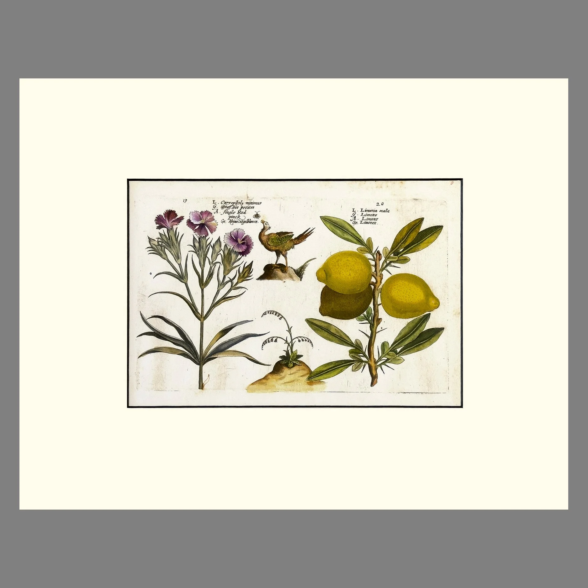 DePasse-Carnations&LemonsSQ.jpg