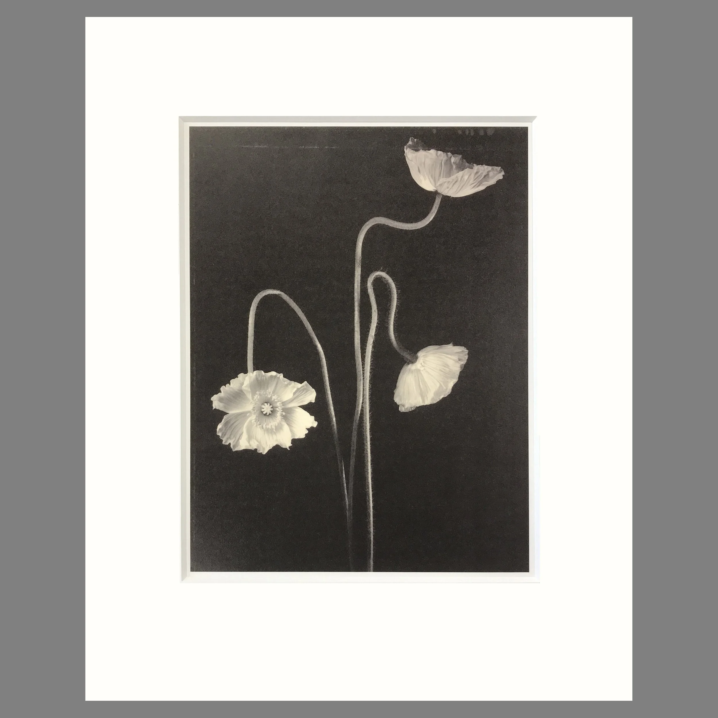 Tom Baril Botanica - Three Poppies  Plate 54 - 16 x 20 Matted Flower Print