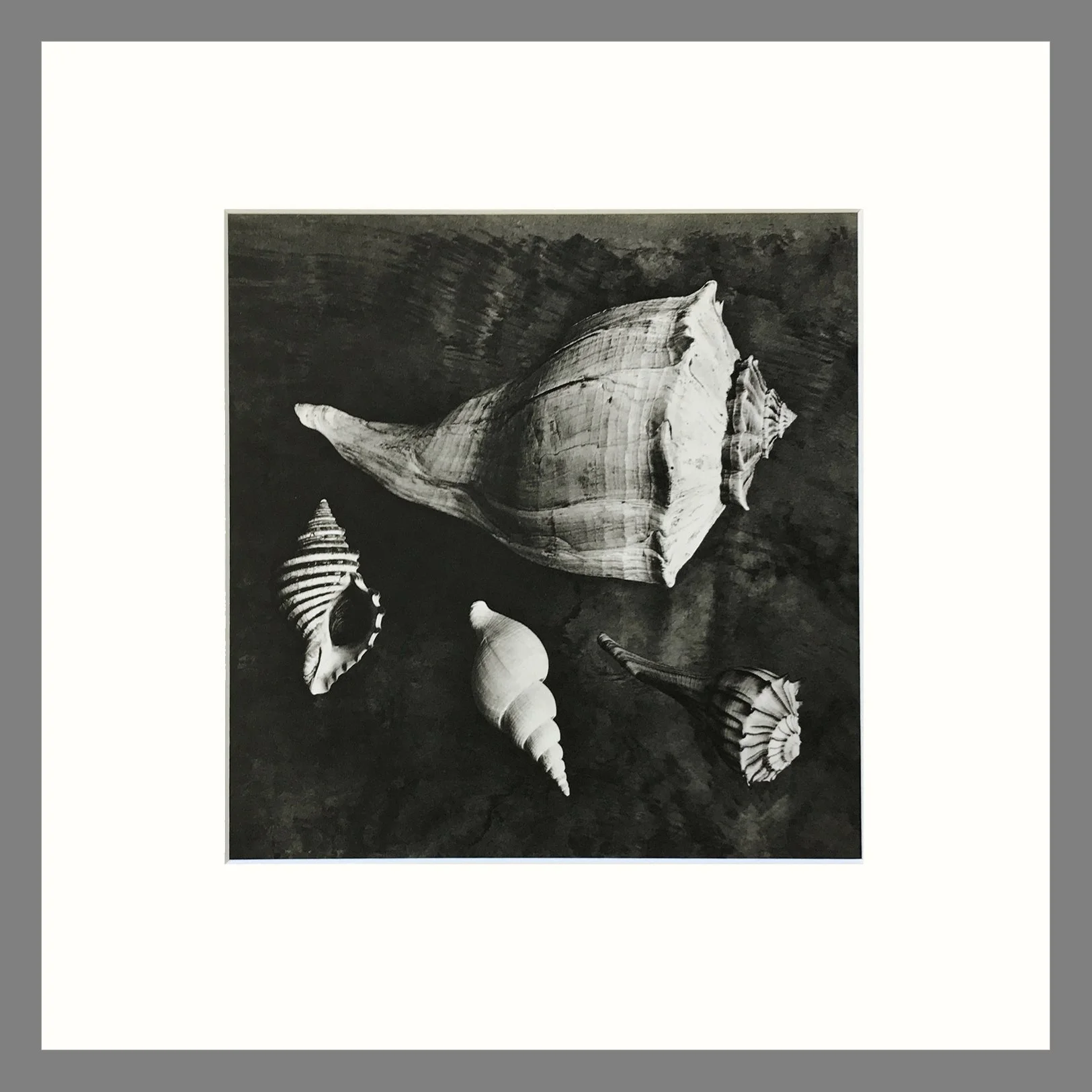 Black & White Shell Photograph - Welk and Neptune Shells Plate 92 - 16 x 16 Matted Print