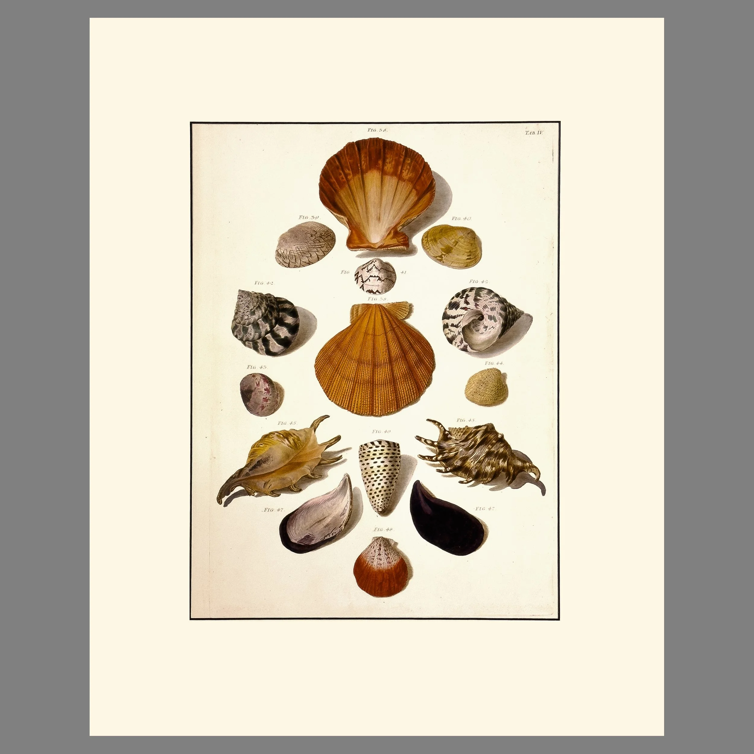 Regenfus Shell Print - Plate IV - Matted Natural History Print 16 x 20 Inches
