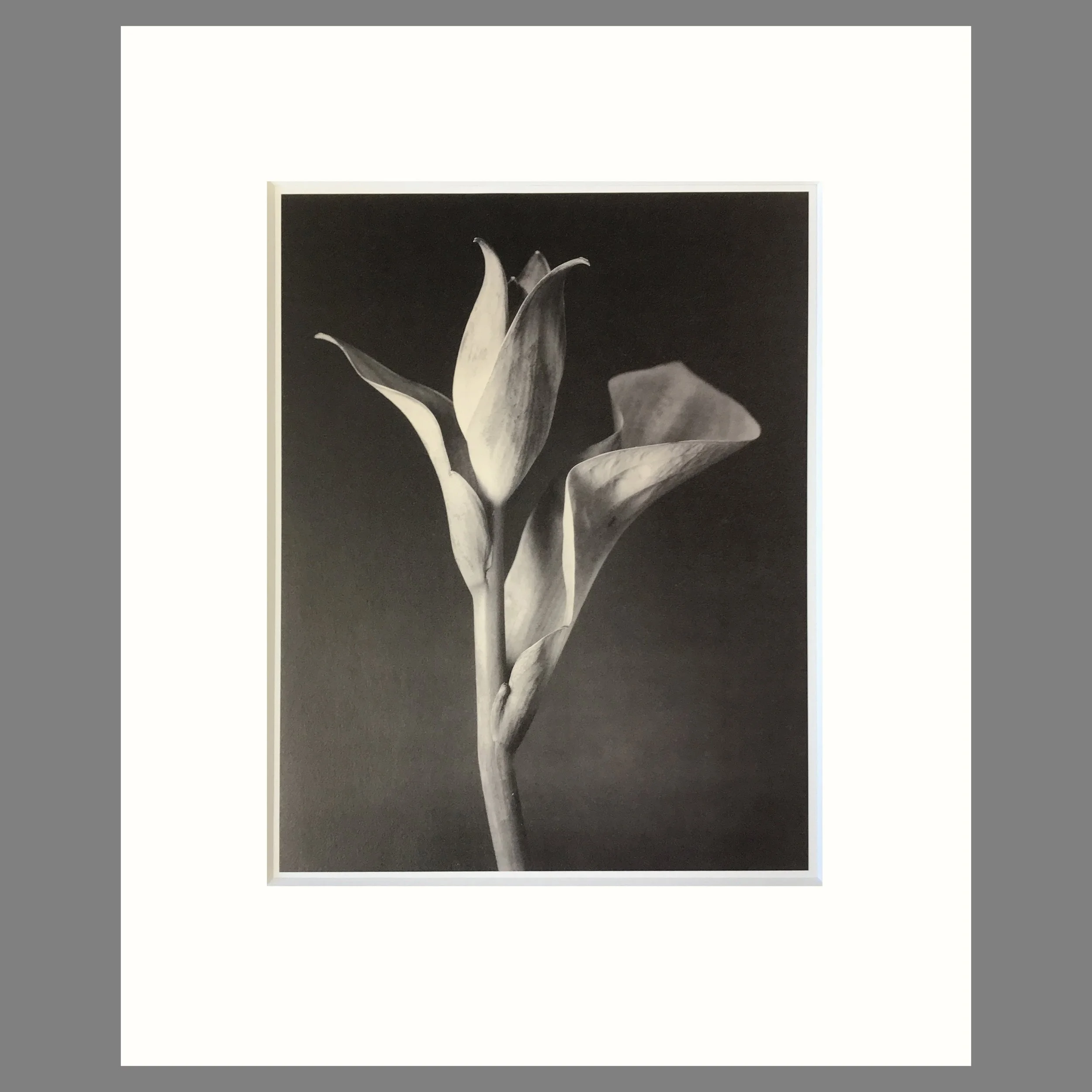 Tom Baril Botanica - Hosta Plate 39 - 16 x 20 Matted Flower Print