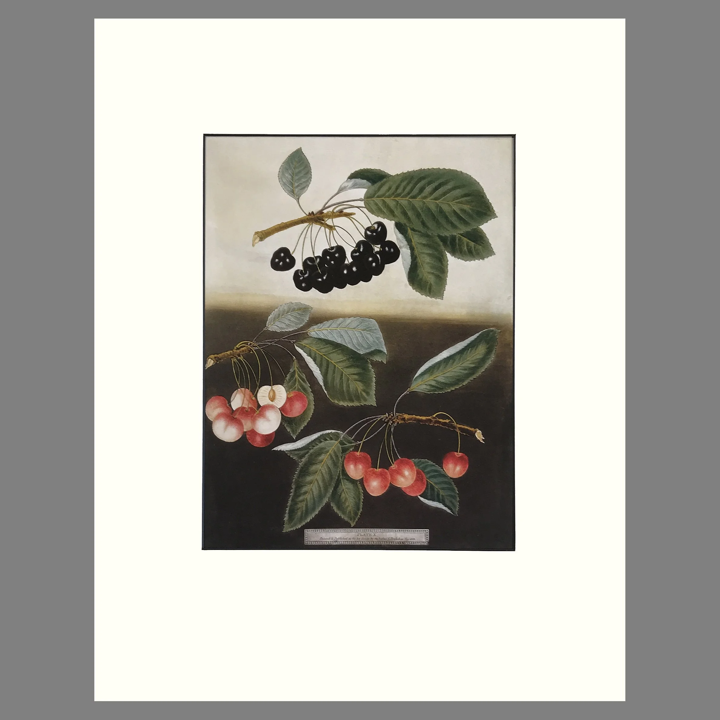 Pomona Britannica - Plate 10 Cherries