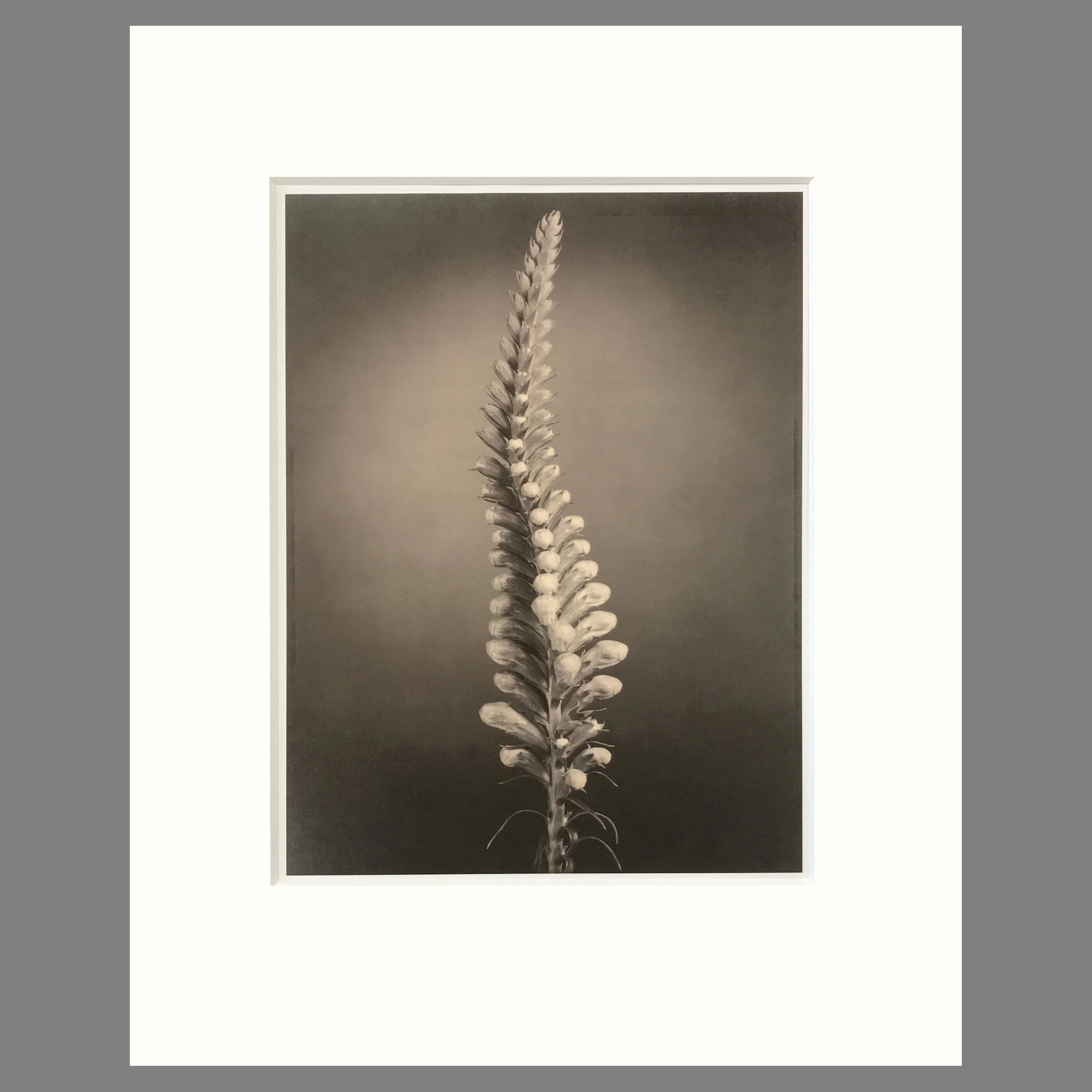 Tom Baril Botanica - False Dragonhead Plate 4 - 16 x 20 Matted Print