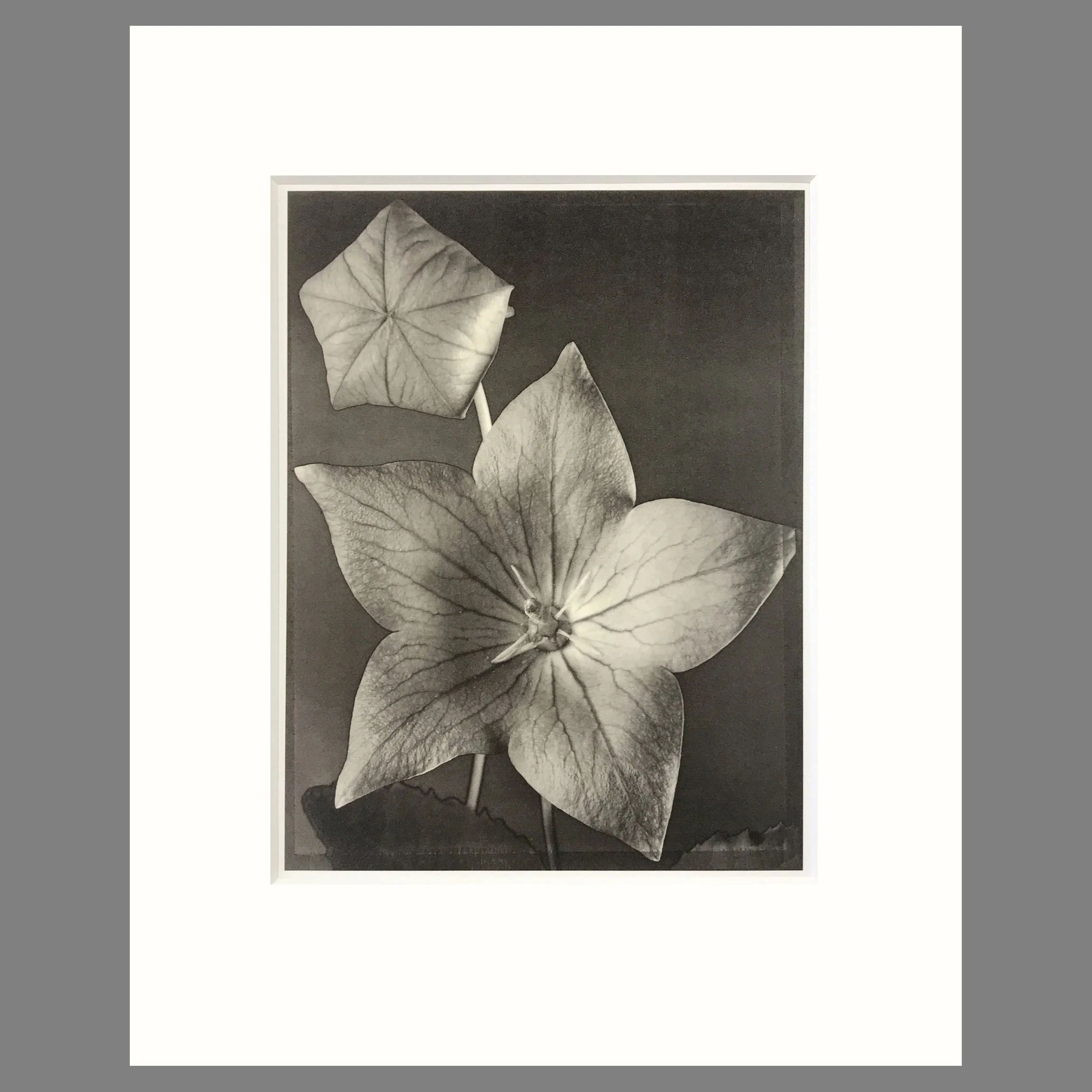 Tom Baril Botanica - Balloon Flower Plate 11 - 16 x 20 Print