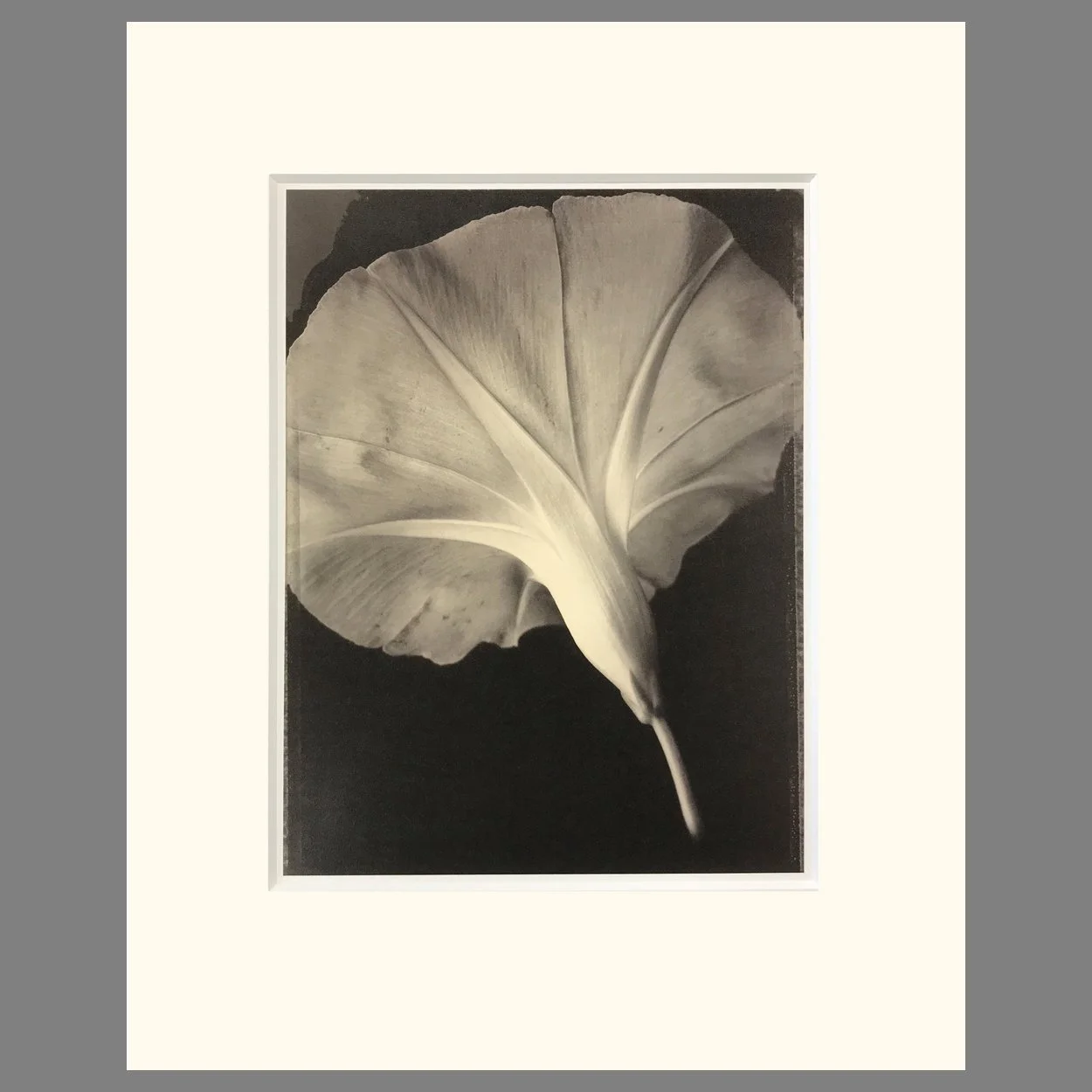 Morning Glory, Plate 60 Botanica - Tom Baril Photograph - 16 x 20 Matted Print