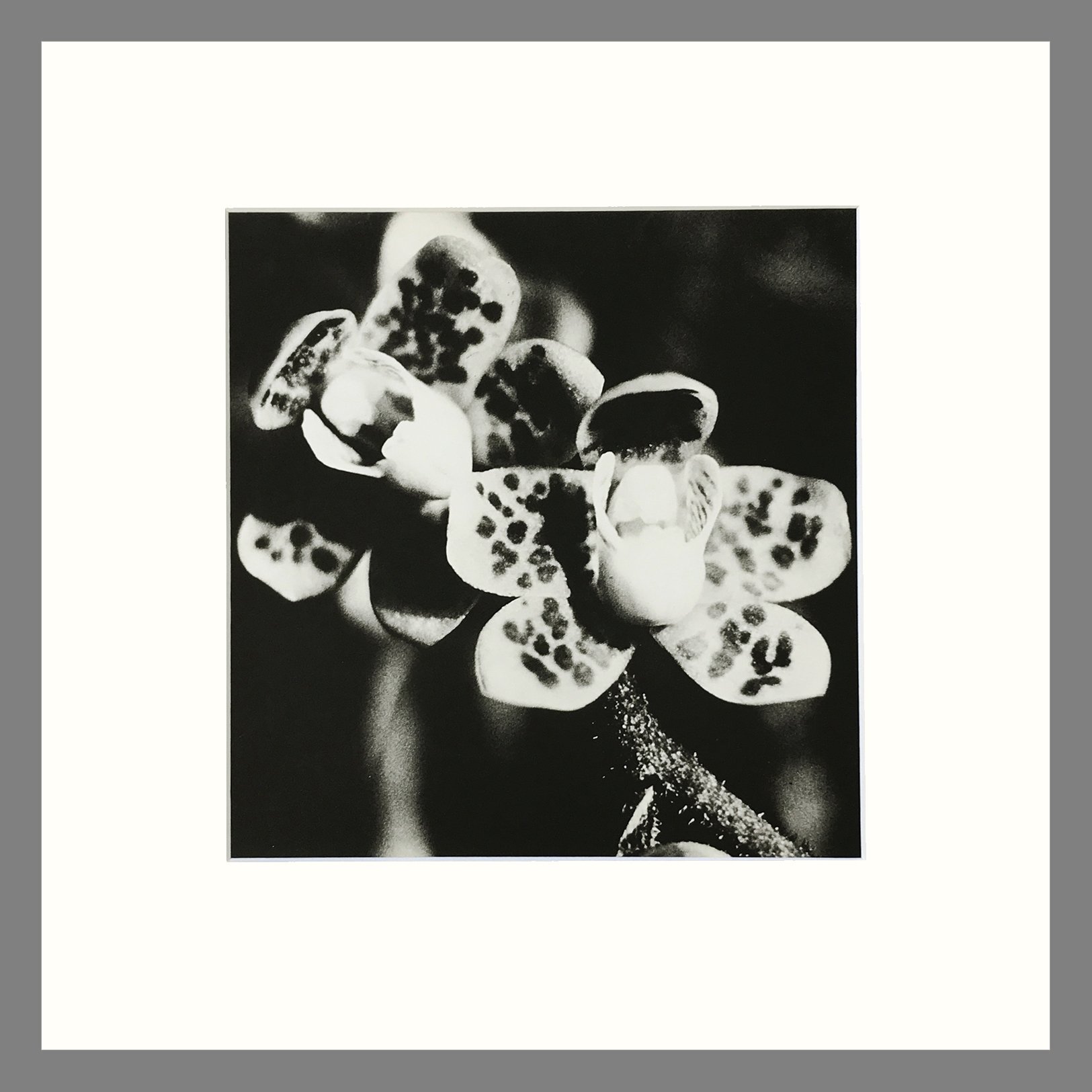 Plate 190 Sarcochilus.jpg