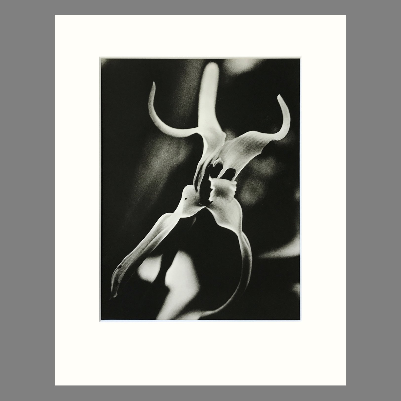 Plate 155 - Maxillaria 11 x 14.jpg