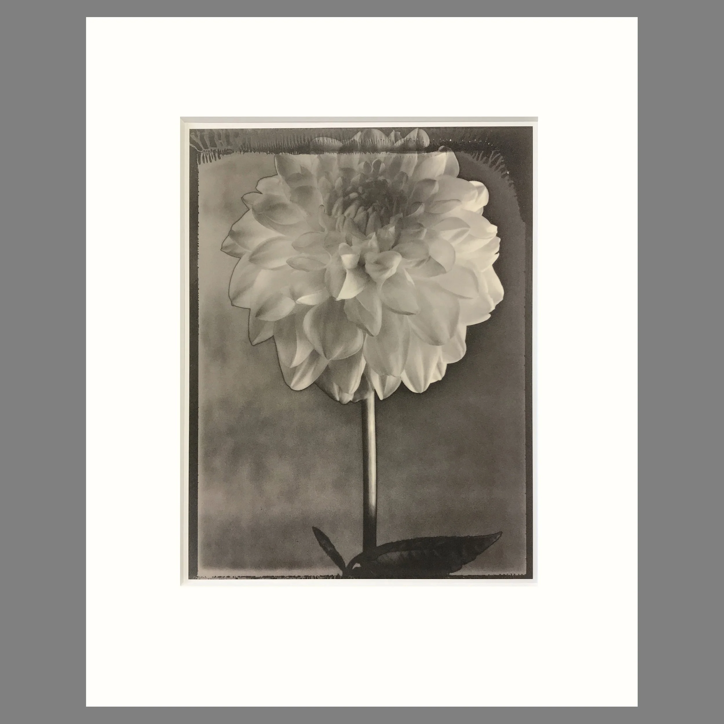 Tom Baril Botanica - Solarized Dahlia Plate 33 - 16 x 20 Matted Flower Print