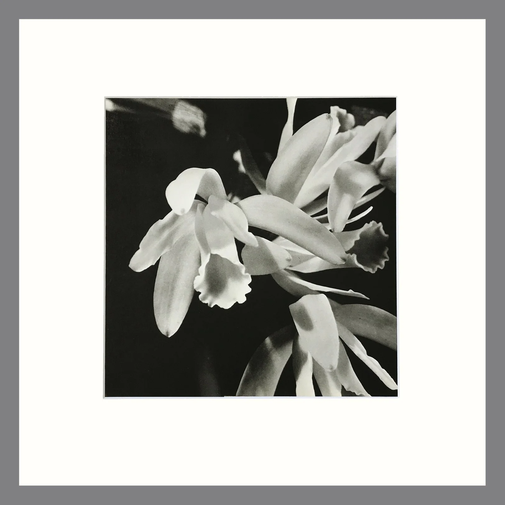 Black and White Orchid Photogravure -Cattleya Orchid Plate 54 - 16 x 16
