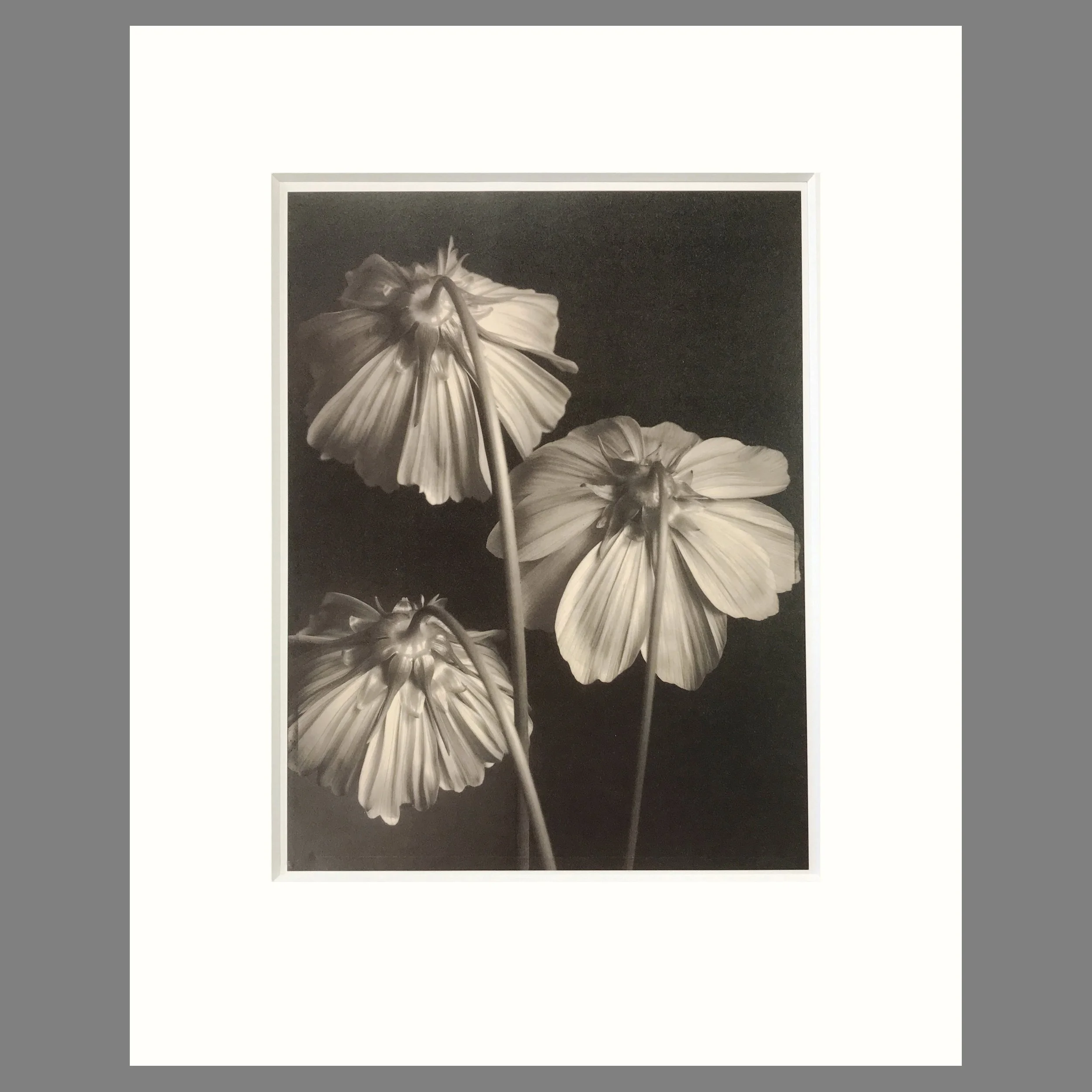 Tom Baril Botanica - Three Cosmos Plate 12 - 16 x 20 Matted Print