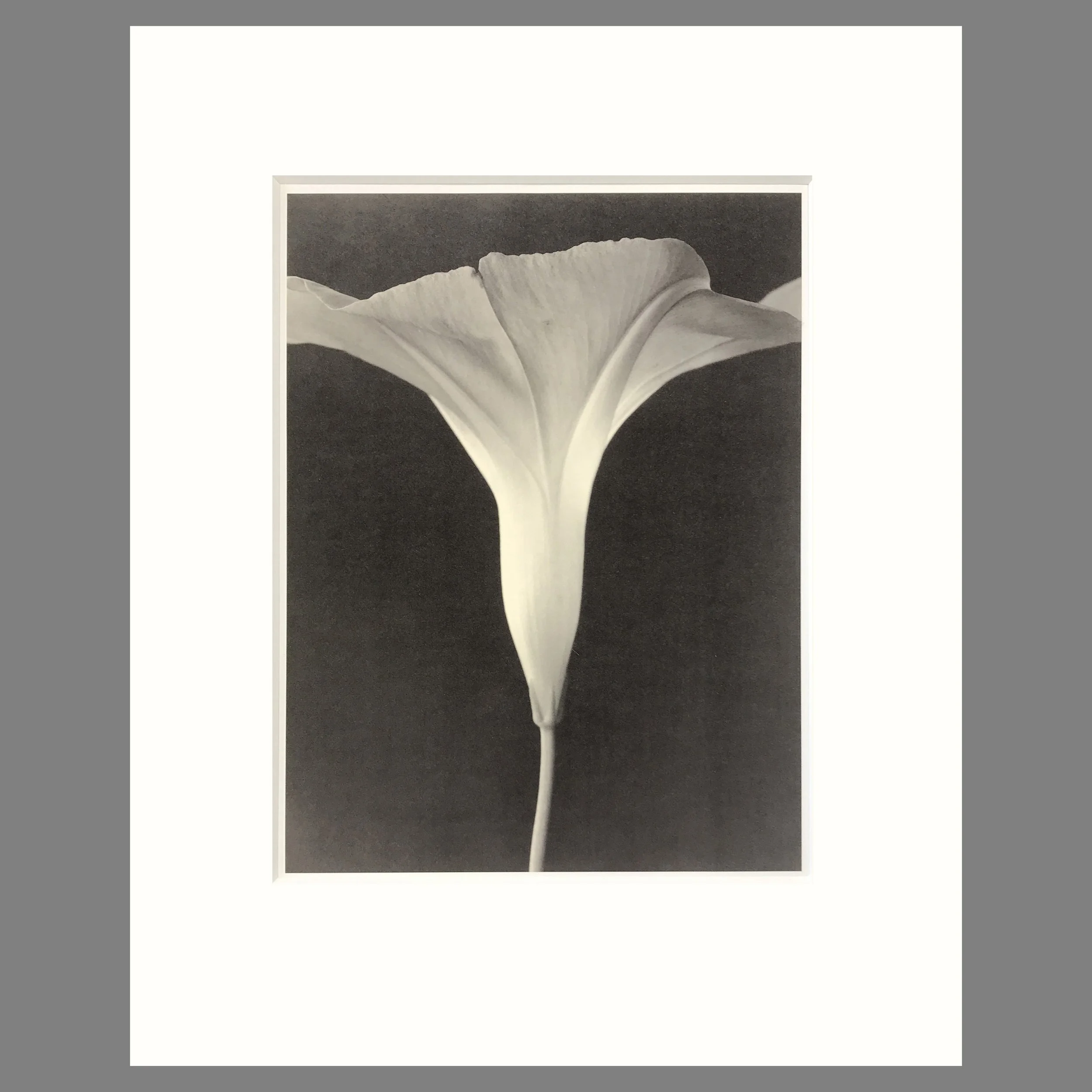Tom Baril Botanica - Morning Glory Plate 7 - 16 x 20 Matted Print