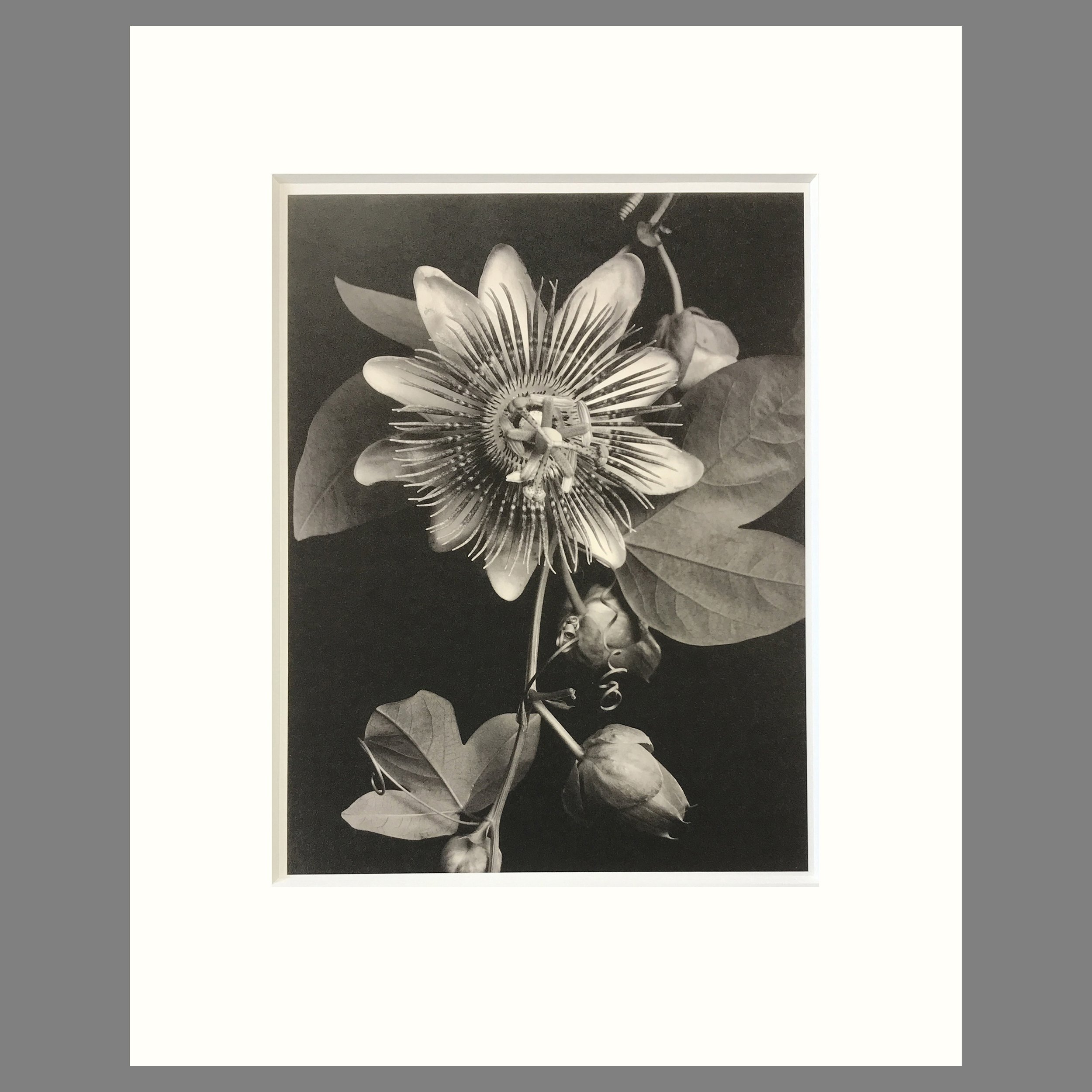 Tom Baril Botanica - Passion Vine Plate 42 - 16 x 20 Matted Flower Print