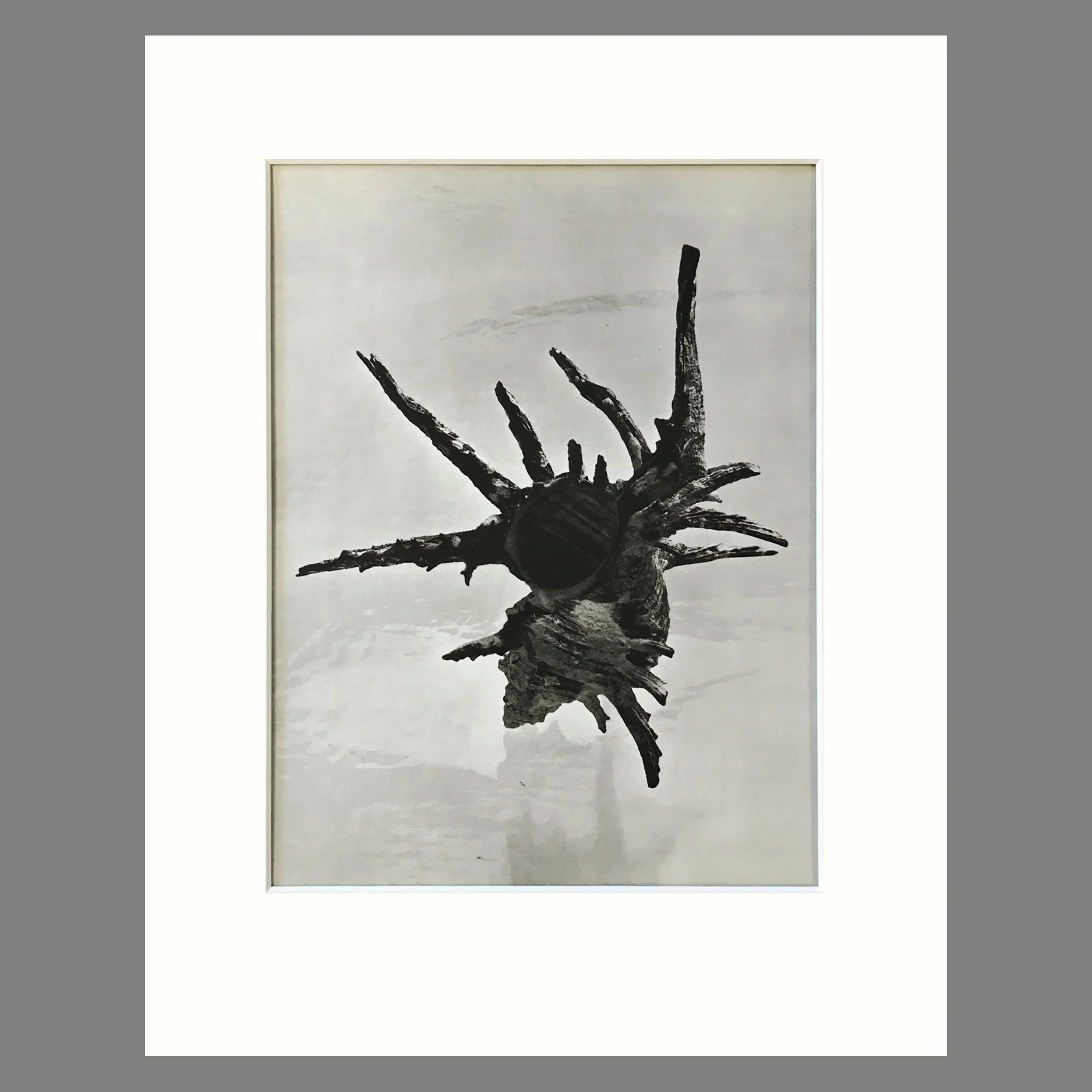 Black and White Shell Photograph - Murex Shell Plate 67 - 11 x 14 Matted Print