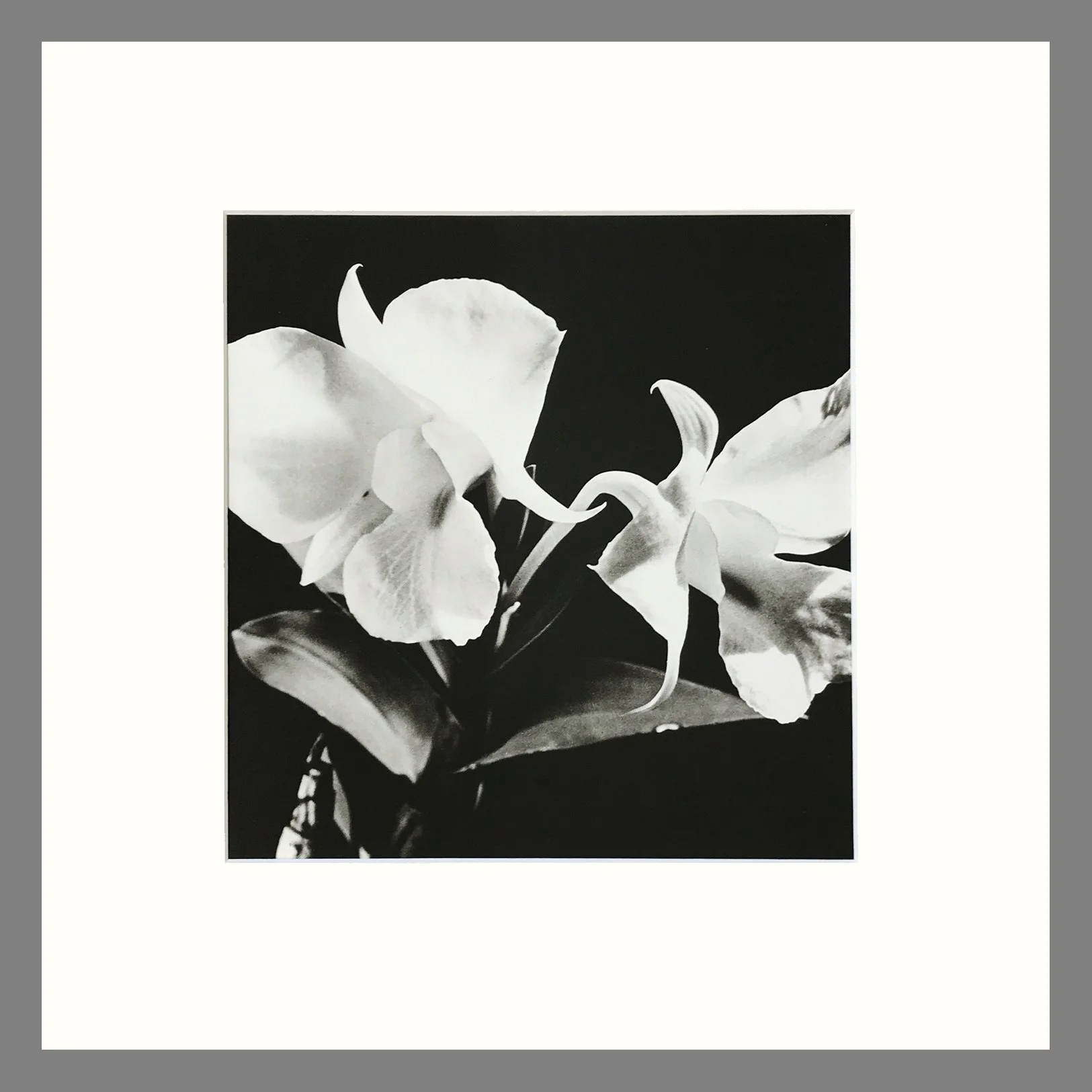 Black and White Orchid Photogravure - Dendrobium Orchid Plate 92 - 16 x 16 Matted Print
