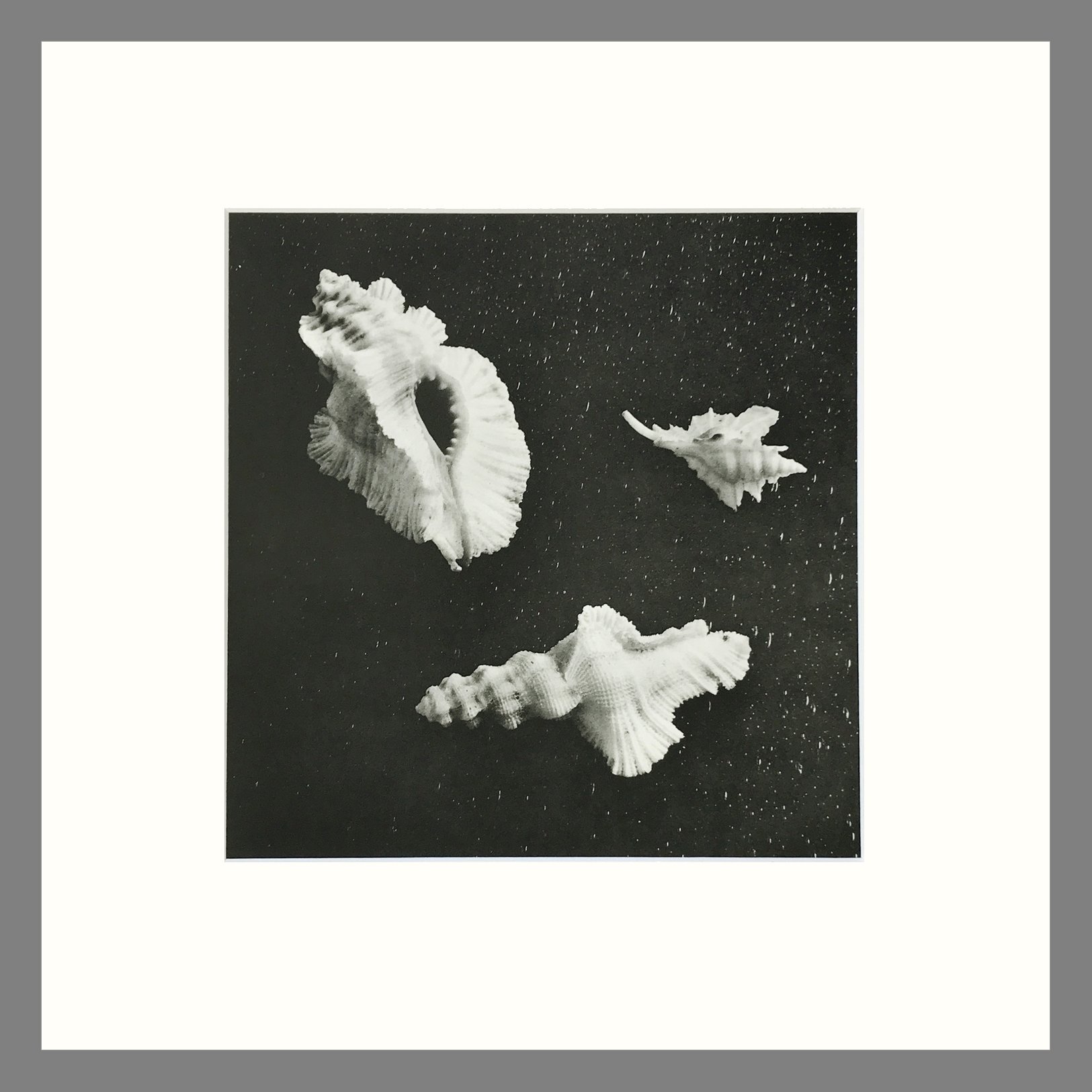 Shell Plate 64.jpg