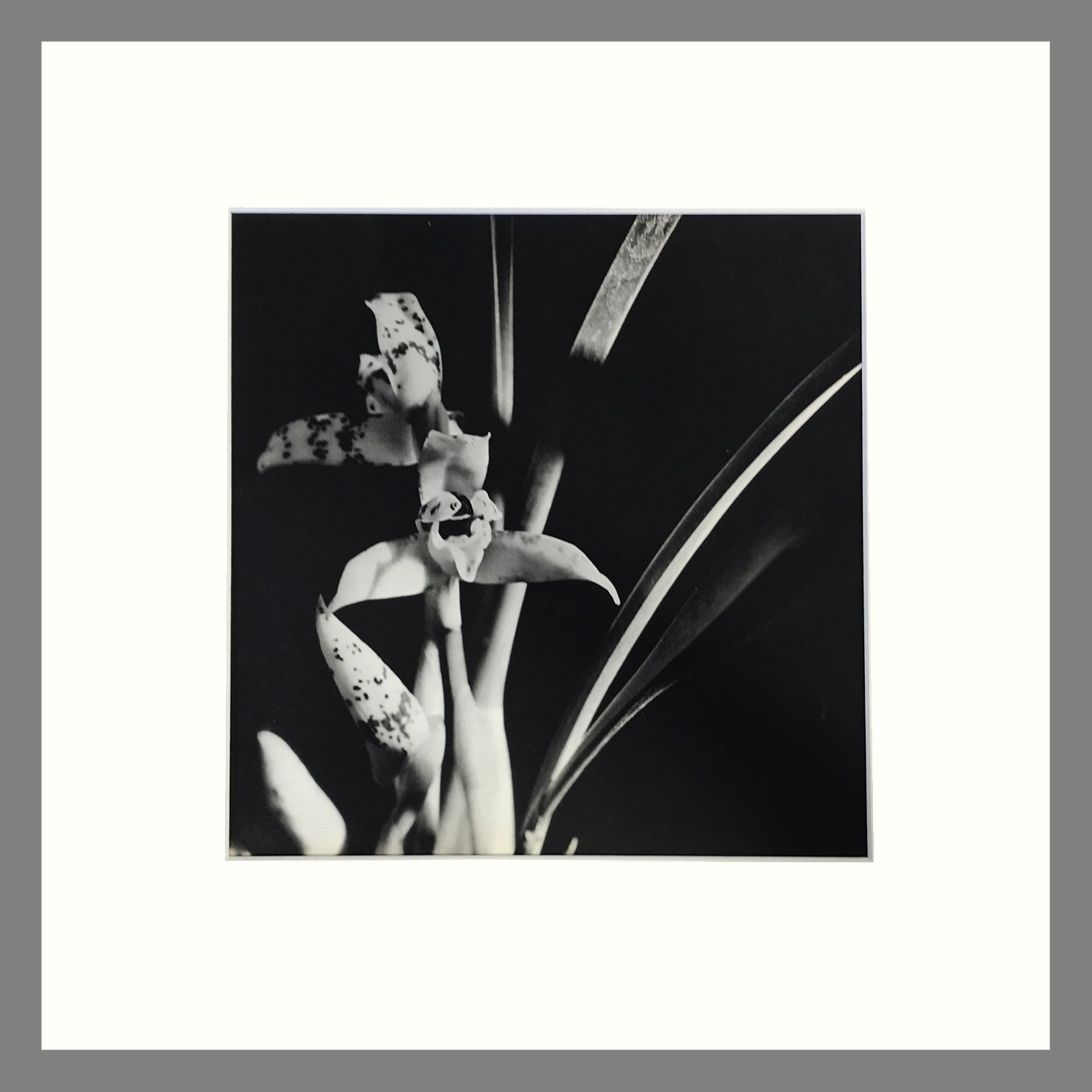 Plate 156 - Maxillaria 16 x 16.jpg