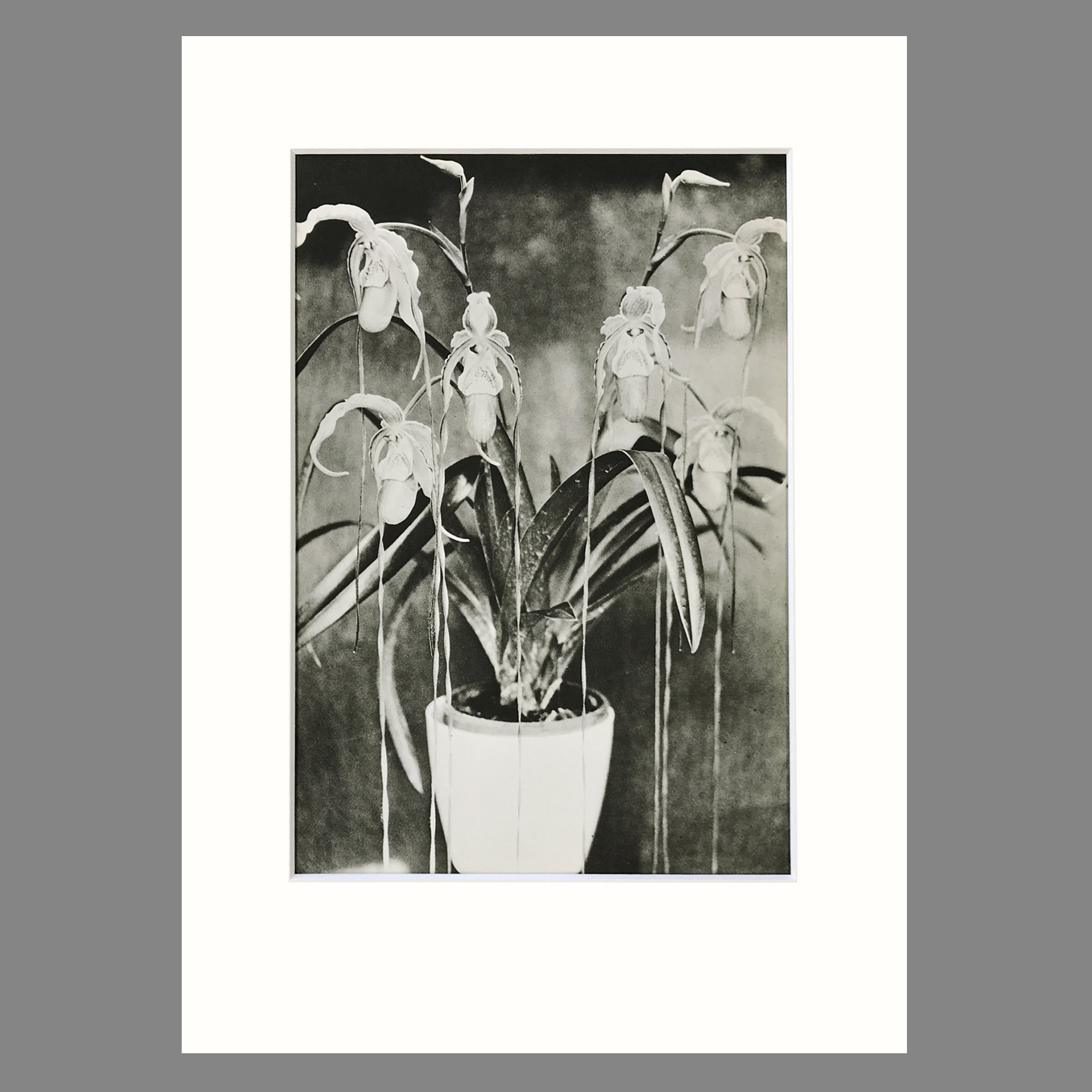 Plate 5 - Phragmipedium 11x14.jpg