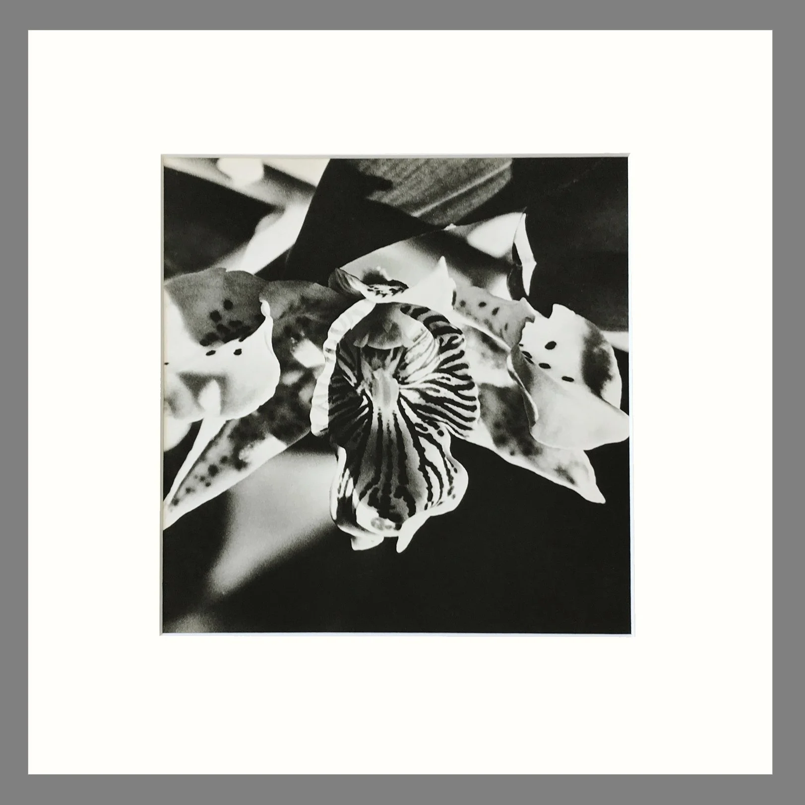 Plate 87 Dendrobium-Etsy.jpg