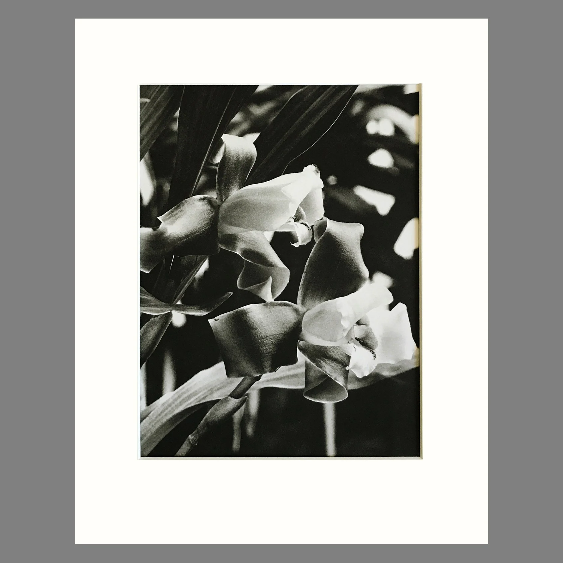 Plate 141 - Lycaste, L. macrophylla.jpg