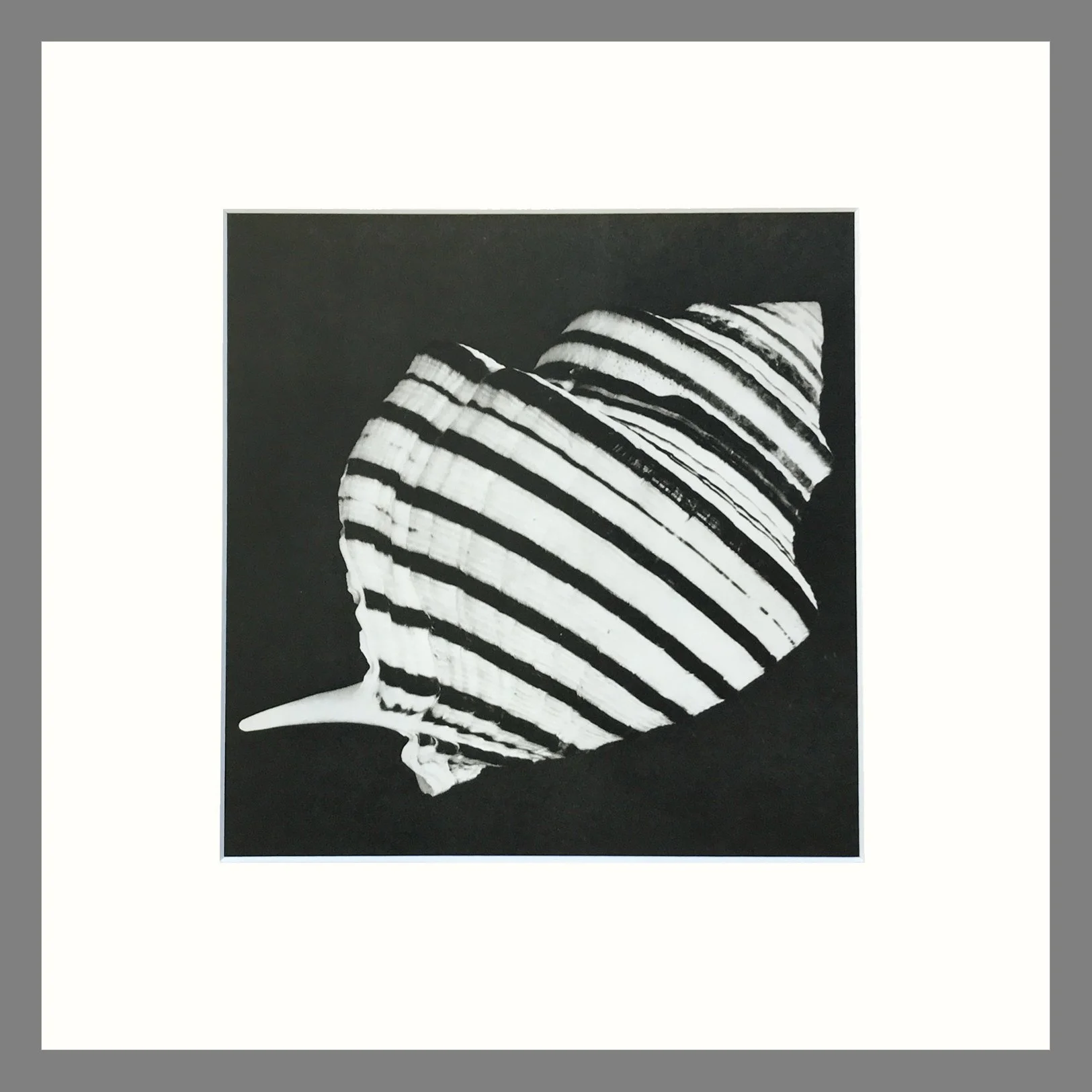 Black & White Shell Photograph - Plate 96 - Matted Photogravure Print