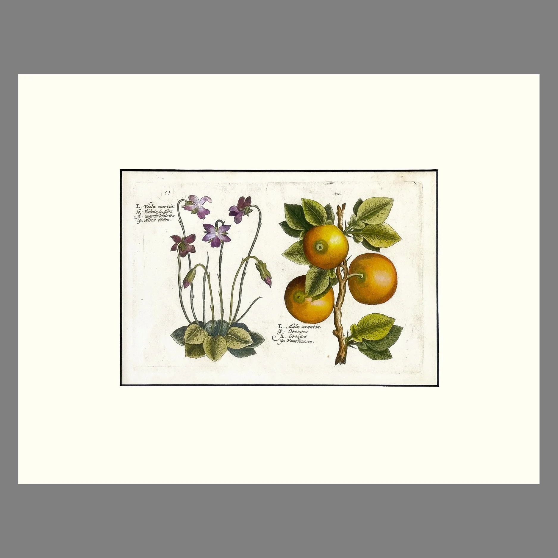 DePasse-Violets&OrangesSQ2.jpg