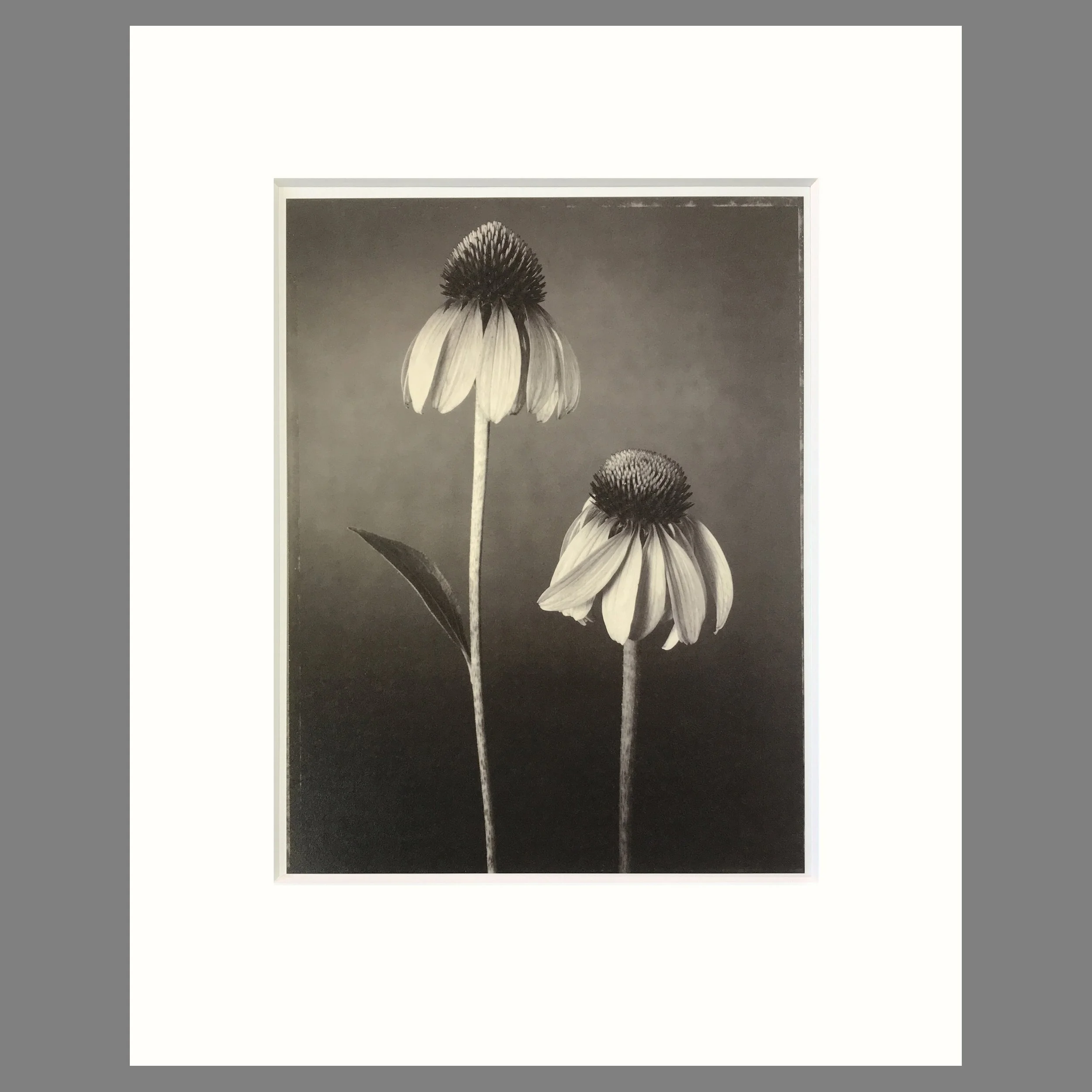 Tom Baril Botanica - Echinacea Plate 32 - 16 x 20 Matted Flower Print