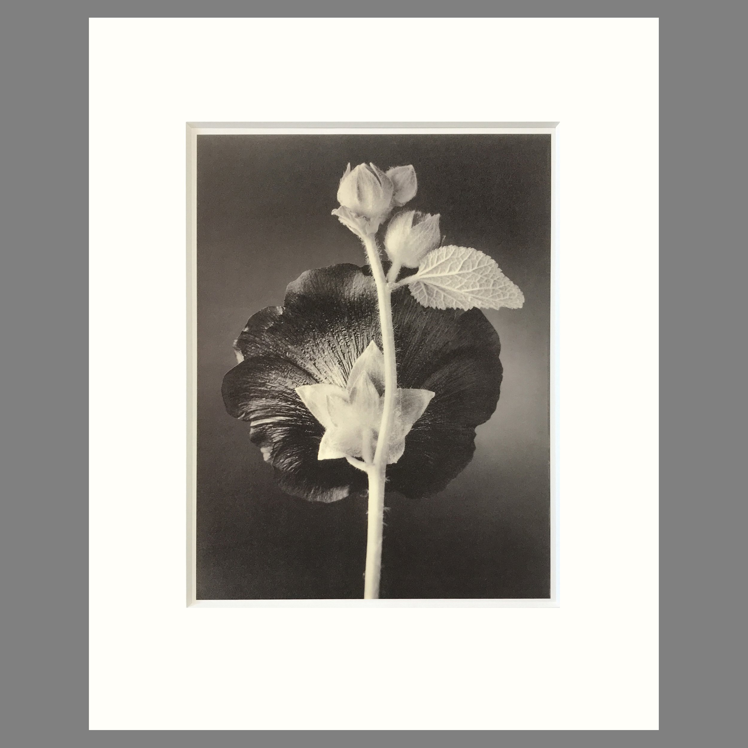 Tom Baril Botanica - Hollyhock Plate 41 - 16 x 20 Matted Flower Print