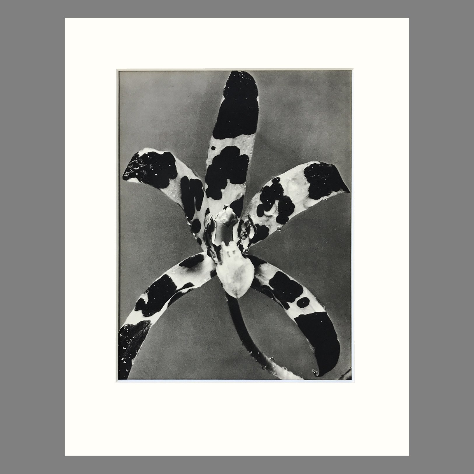 Plate 96 - Ansellia 11 x 14.jpg