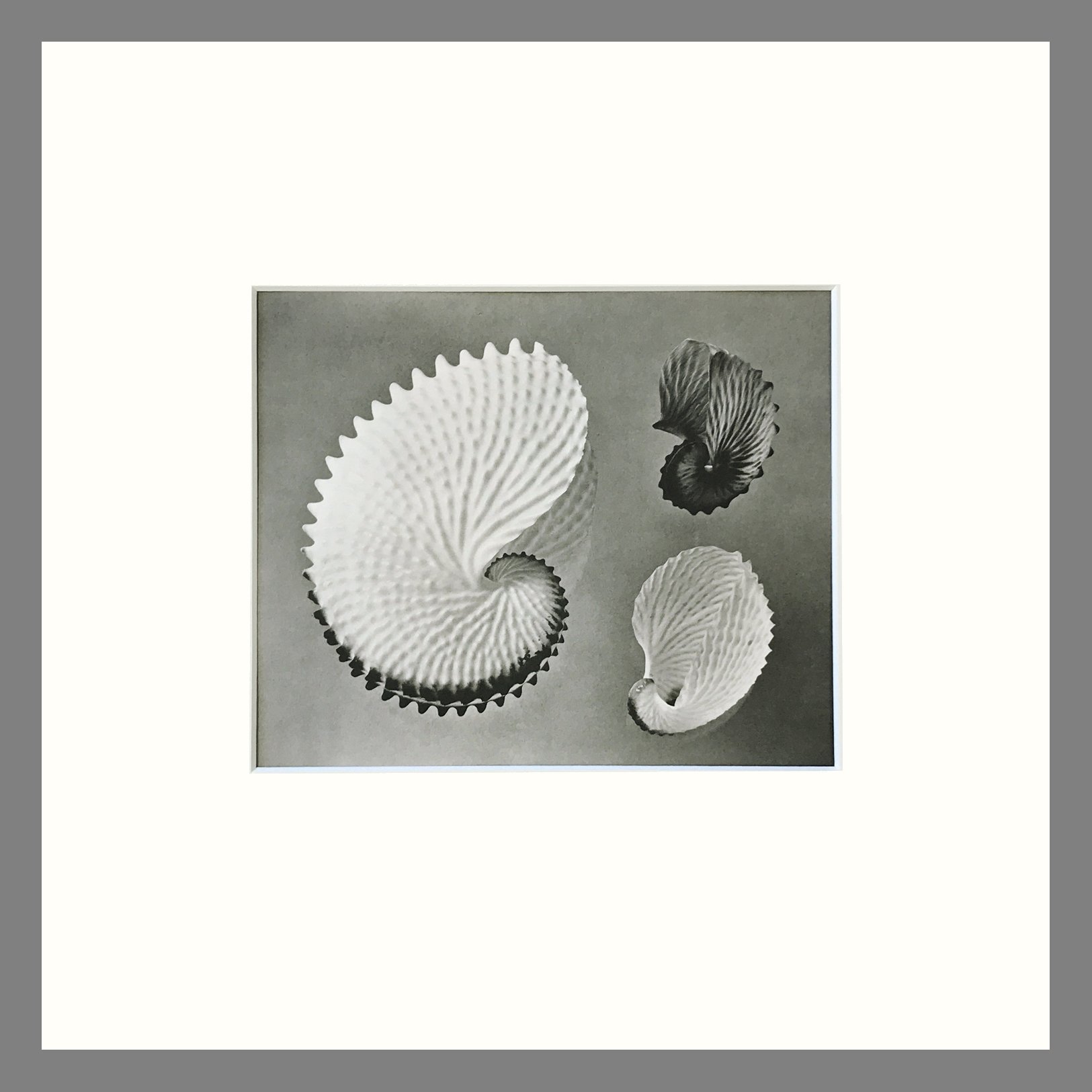Plate 187 - 14x14.jpg