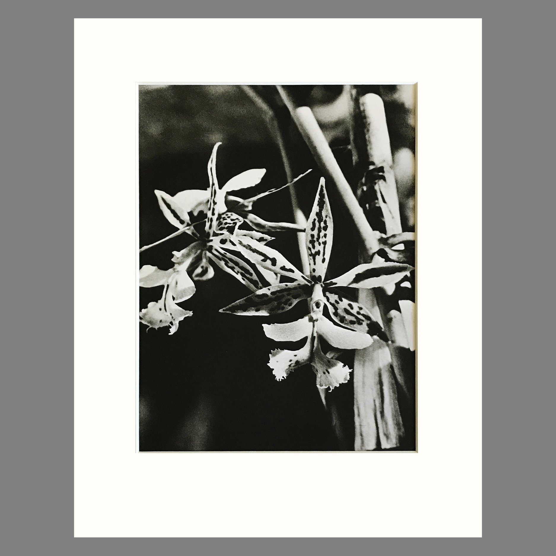 Black and White Orchid Photogravure - Epidendrum Plate 43 - Matted 11 x 14
