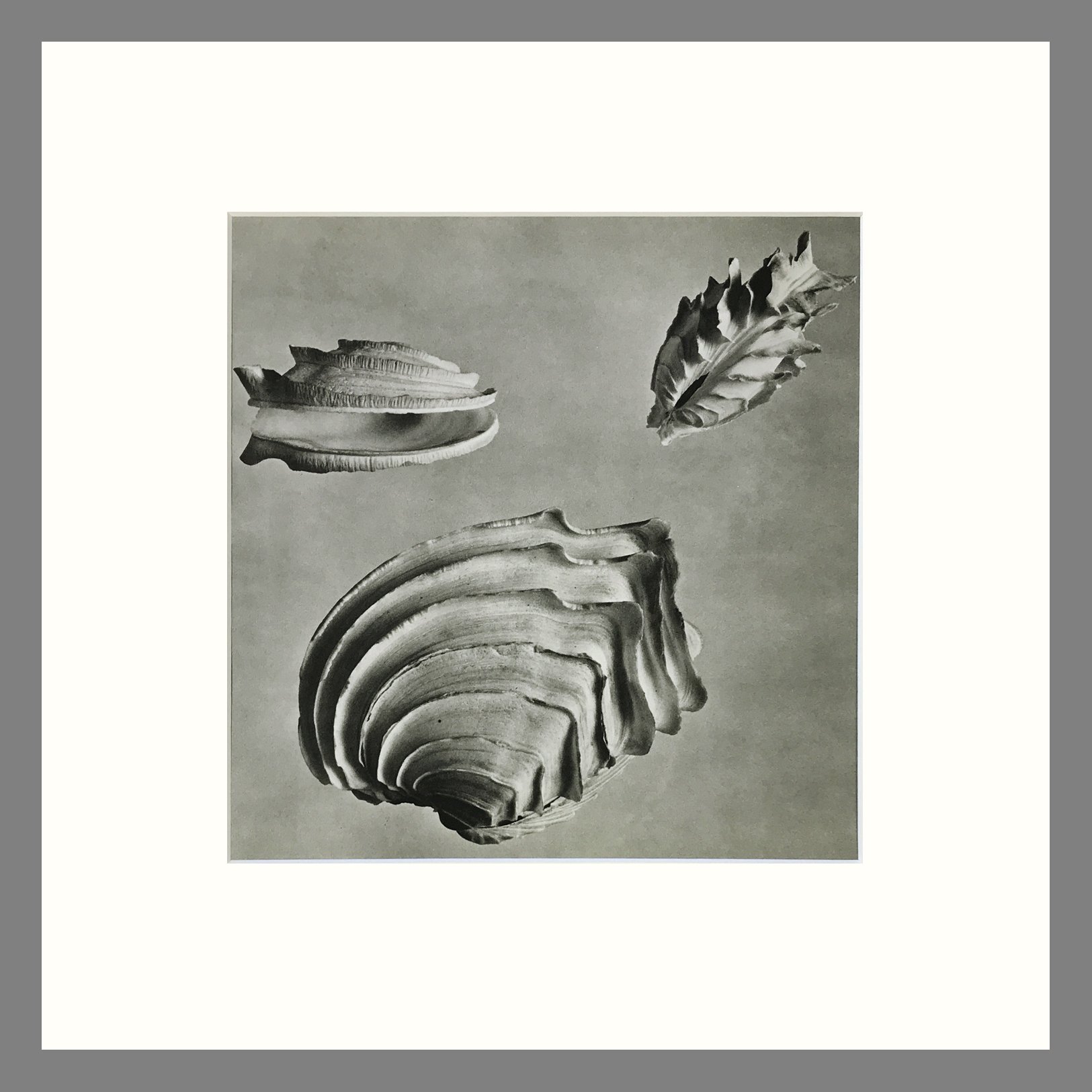 Wedding Cake Venus Shell - Black & White Shell Photograph - Plate 177R - 16 x 16 Matted Print