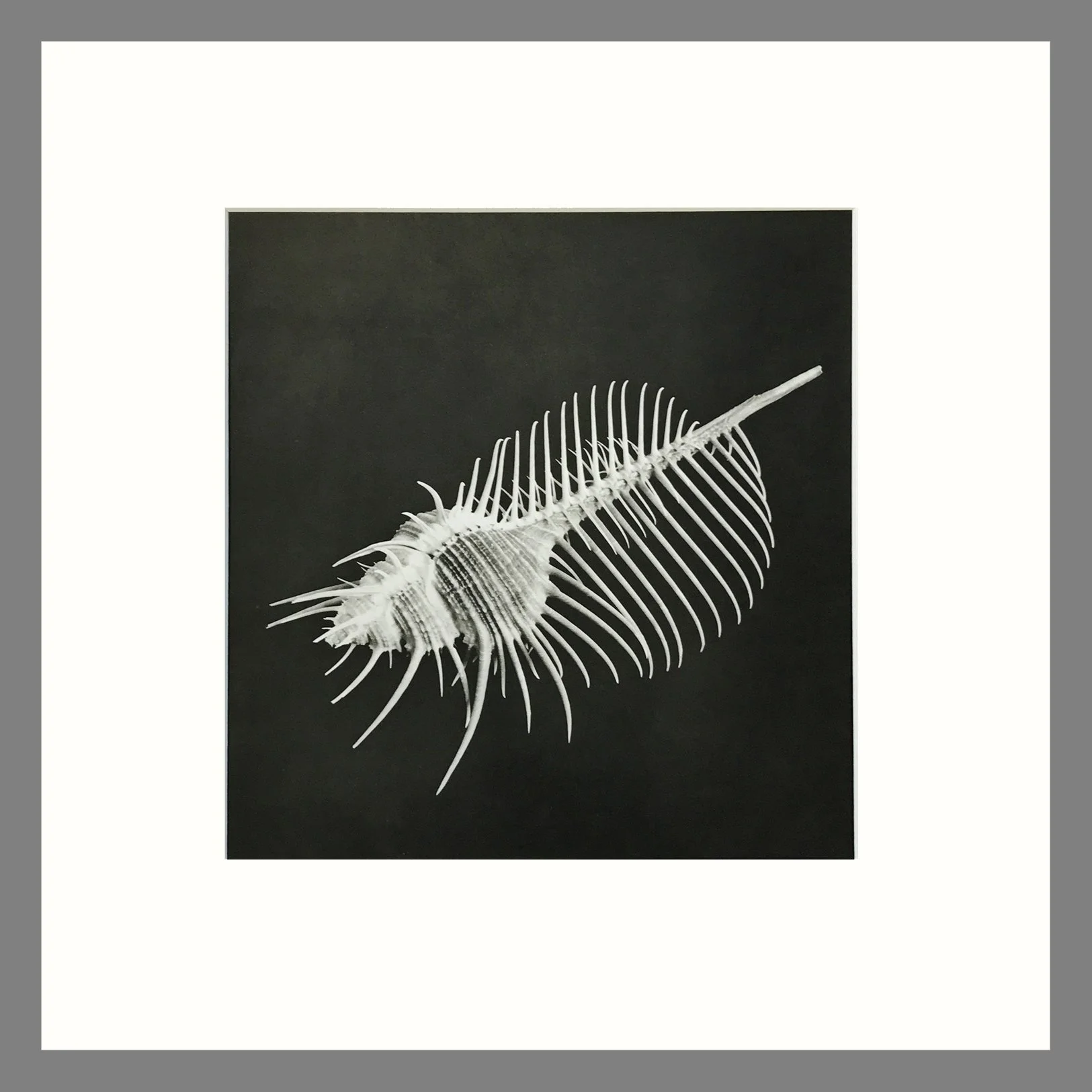 Black & White Shell Photograph - Comb Of Venus Shell Plate 59 - 16 x 16 Matted Print