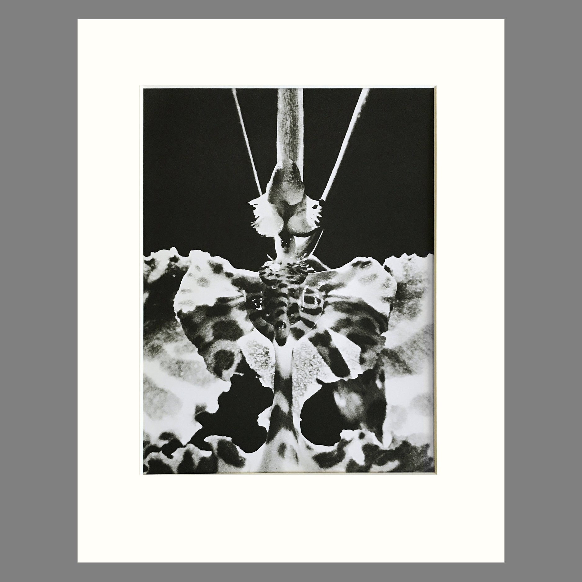 Plate 182 - Oncidium, O. popilio.jpg