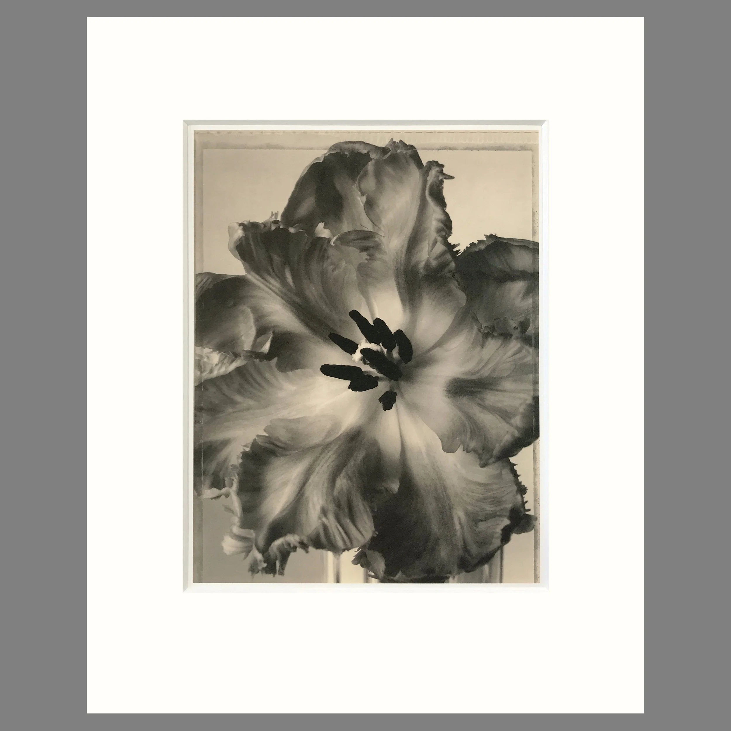 Tom Baril Botanica - Parrot Tulip Plate 20 - 16 x 20 Matted Print