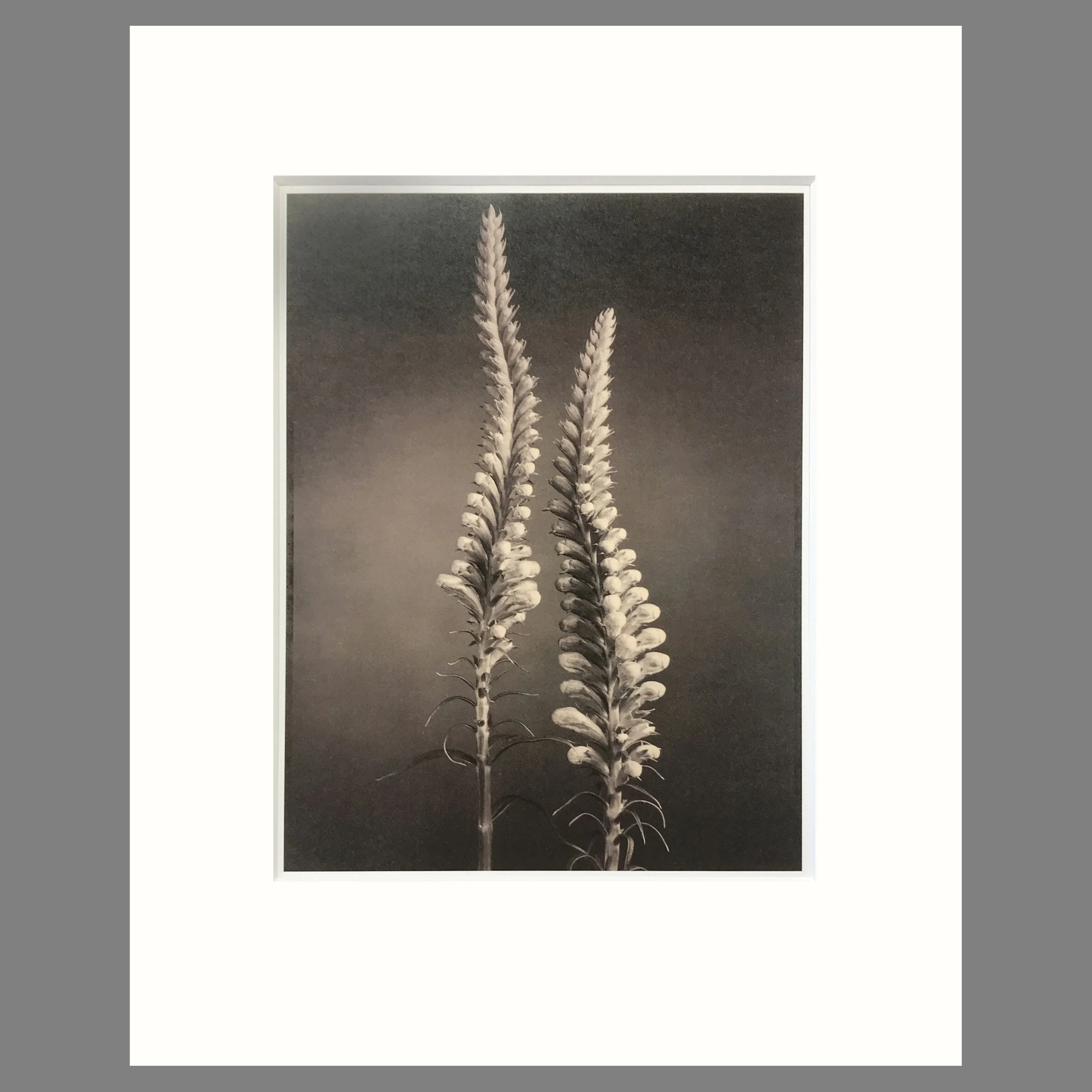 Tom Baril Botanica - False Dragonhead Plate 14 - 16 x 20 Matted Print