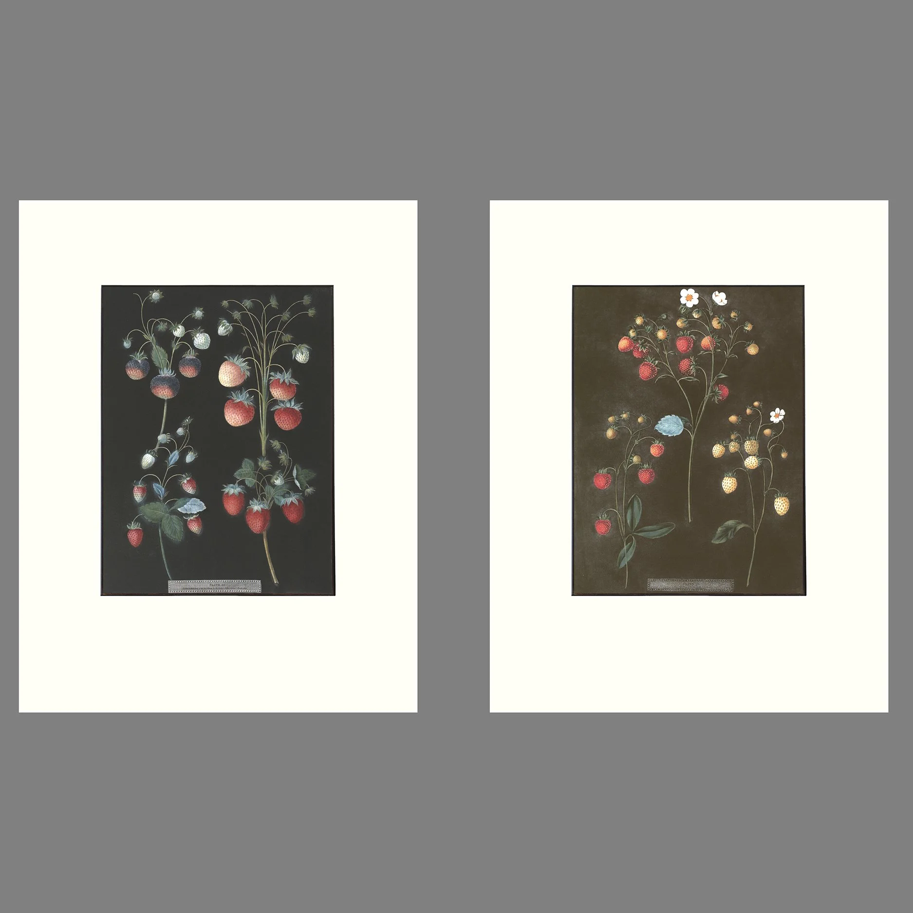 Set Of Two Berries.jpg
