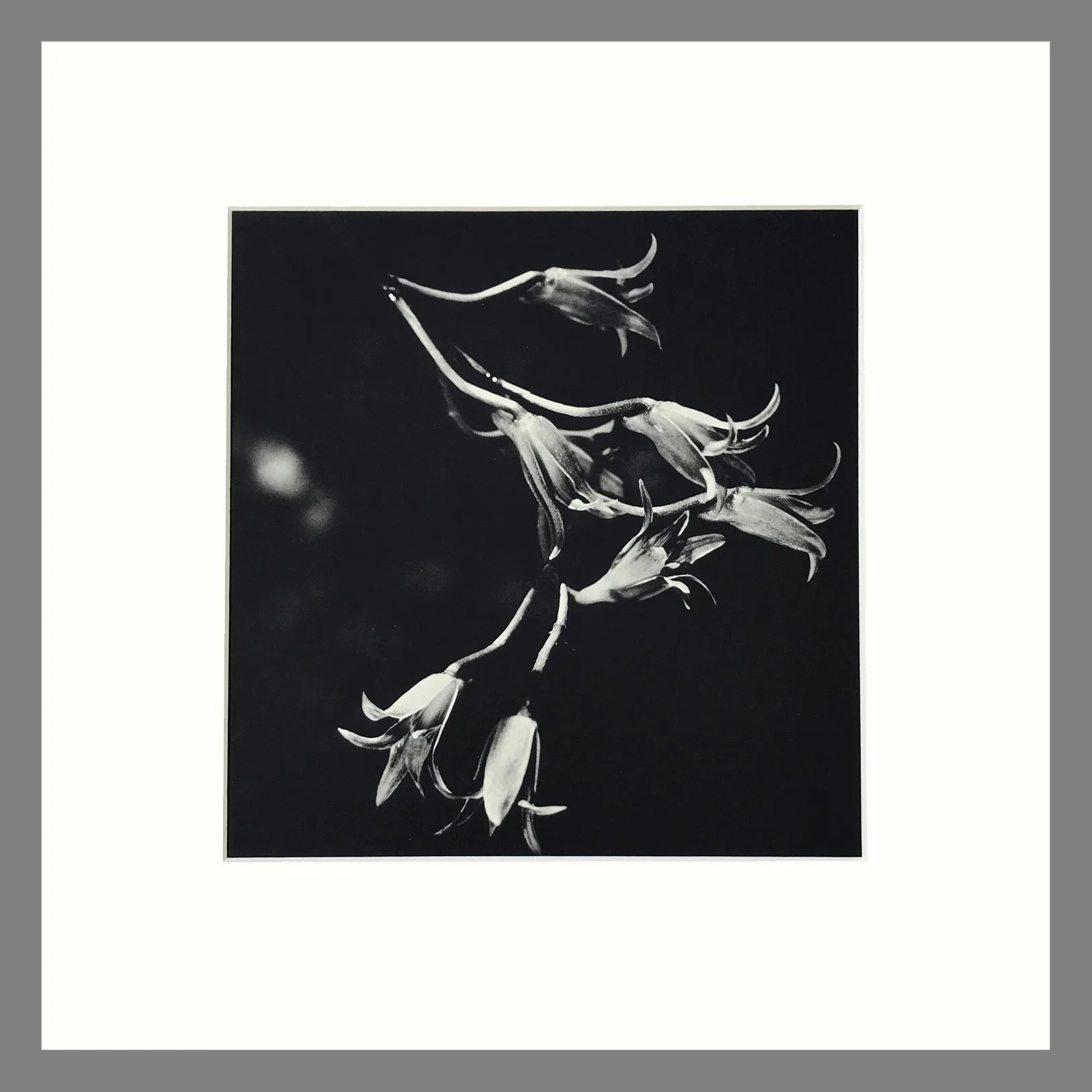 Black and White Orchid Photogravure - Stenocoryne Orchid Plate 132 - 16 x 16 Matted Print